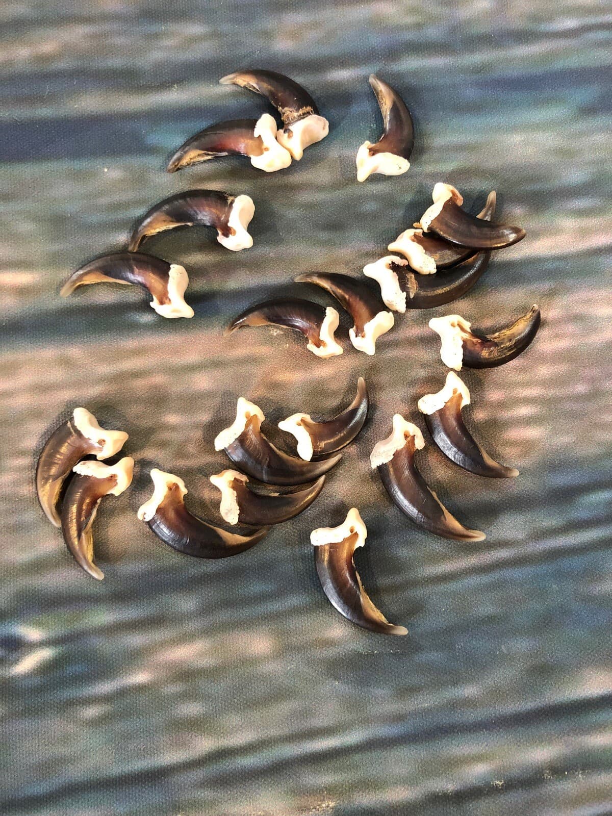 20 REAL COYOTE CLAWS TOES BONE MOUNTAIN MAN CRAFT SKULL JEWELRY EARRING GOTHIC 4