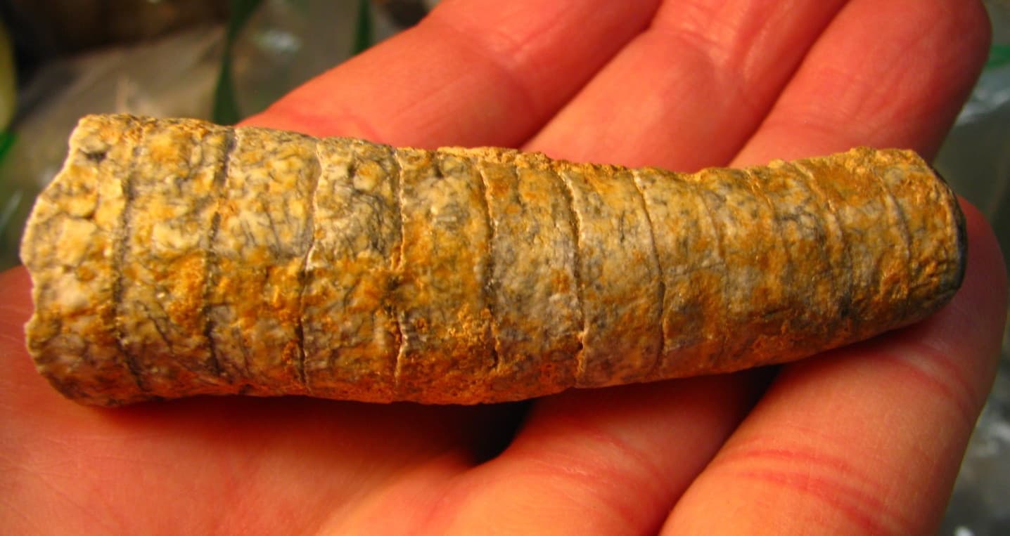 7 FOSSILS OTODUS OBLQUUS GREAT WHITE SEA URCHIN ORTHOCERUS AMMONITE GASTROPO#143 6