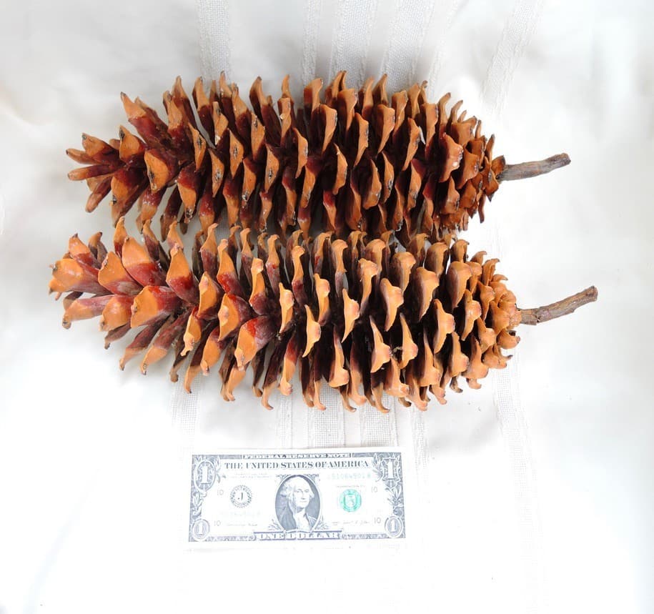 Lot of 2 Giant Golden Sugar Pine Cones 15" 3