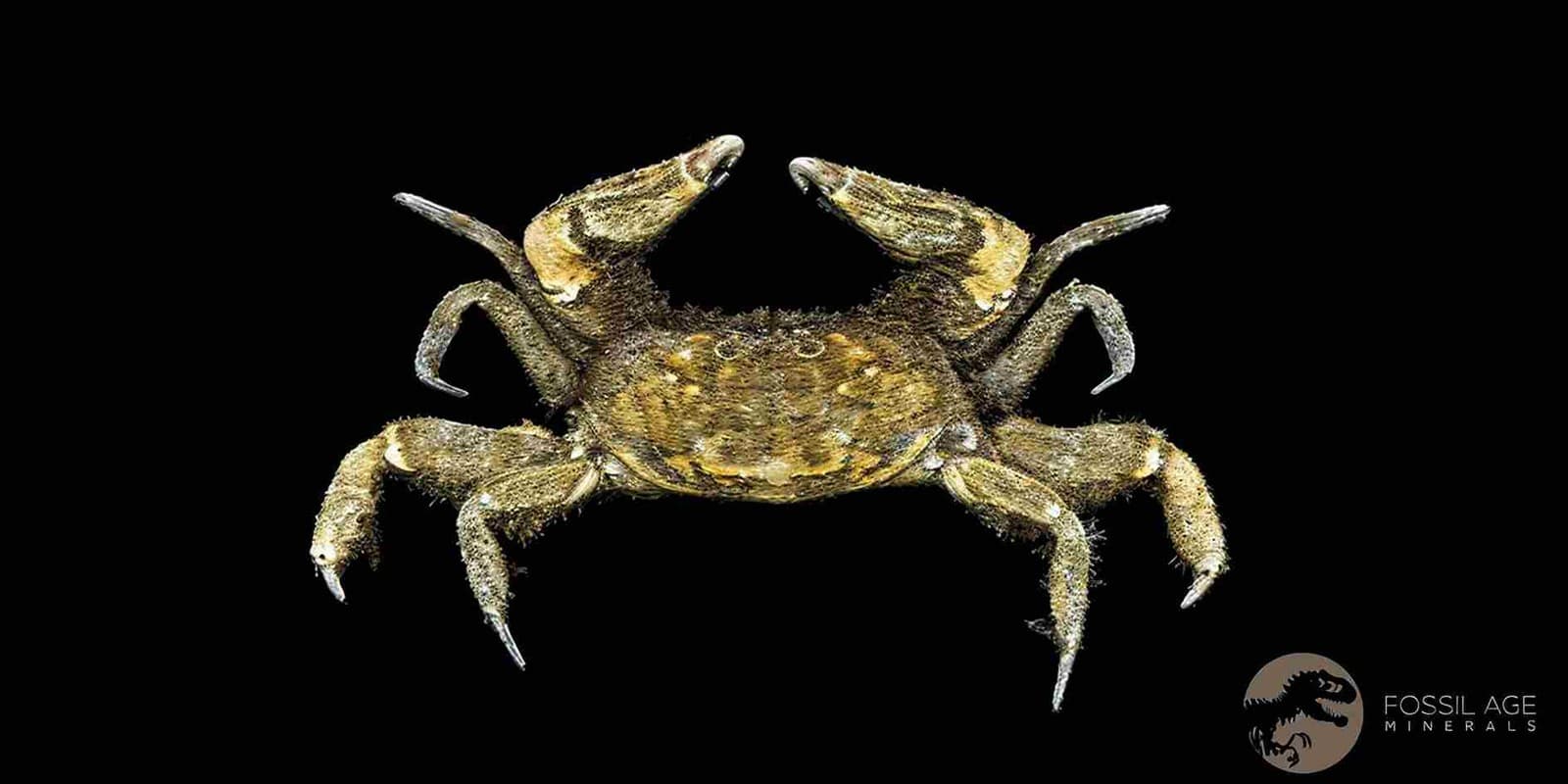 0.9" Fossil Crab Pinnixa Galliheri Pea Crab Monterey Cty San Luis Obispo Miocene 5