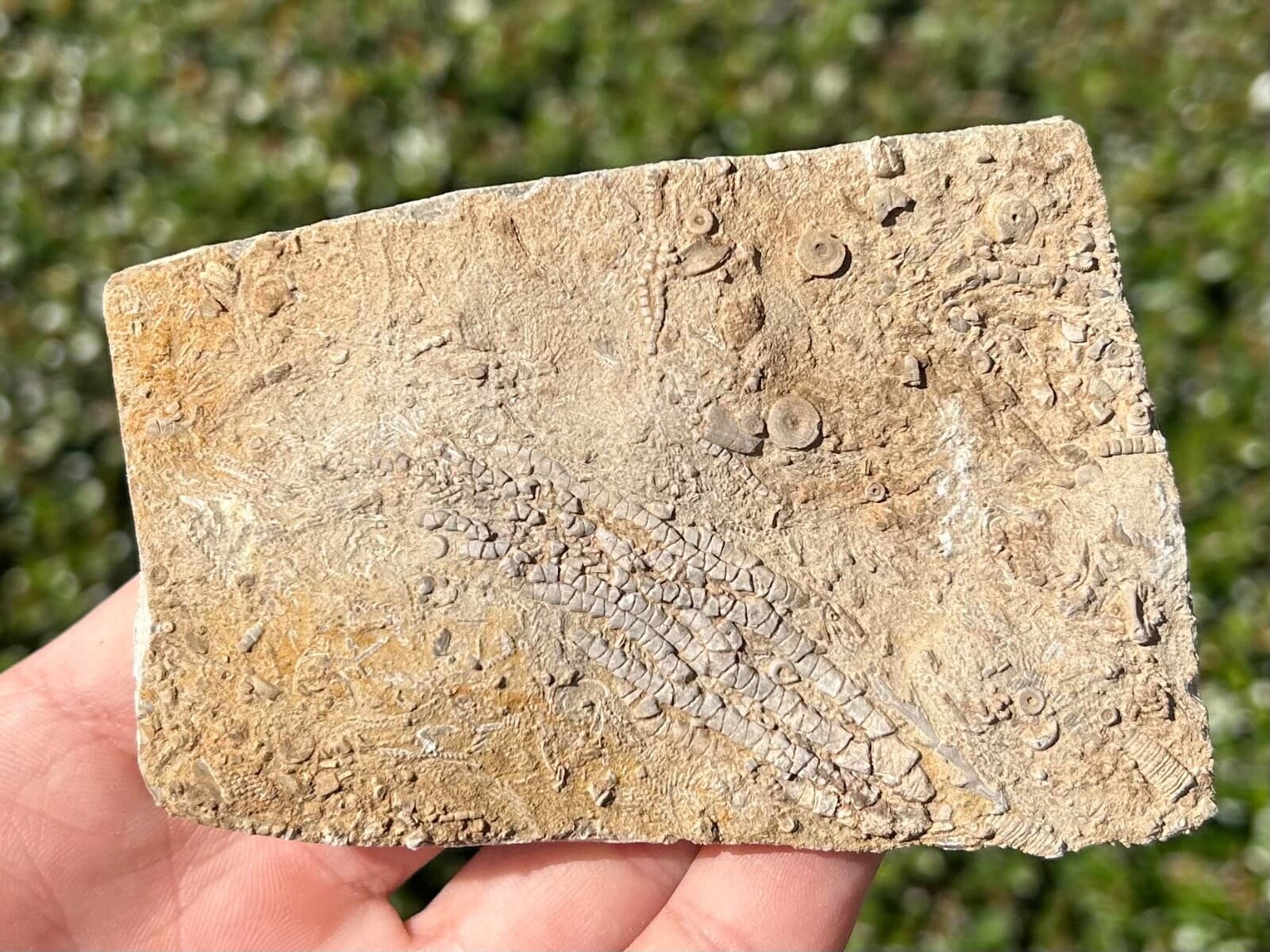 NICE Fossil Crinoid in Matrix Aphelecrinus Alabama Bangor Limestone Formation 2