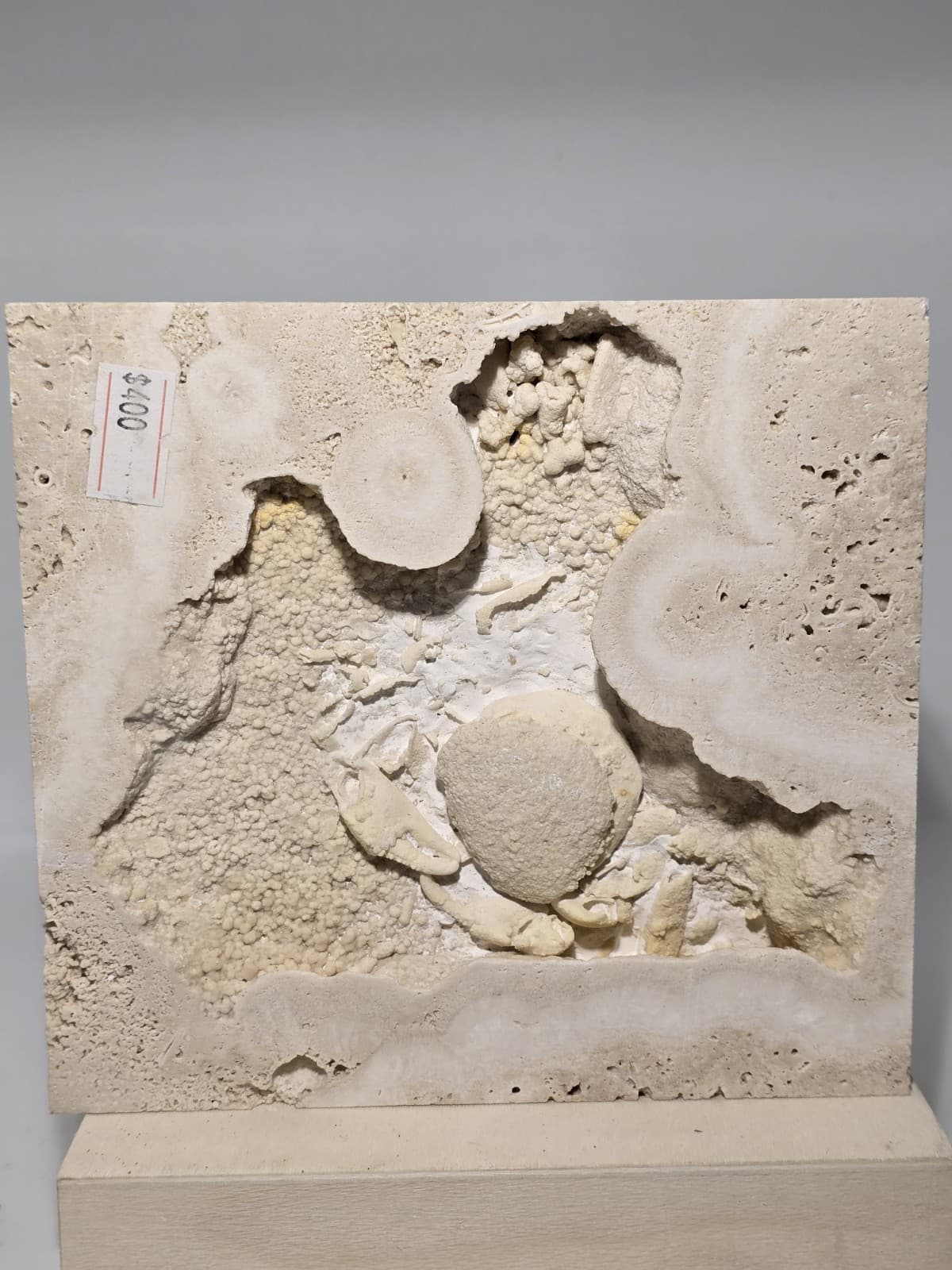 Travertine crab fossil