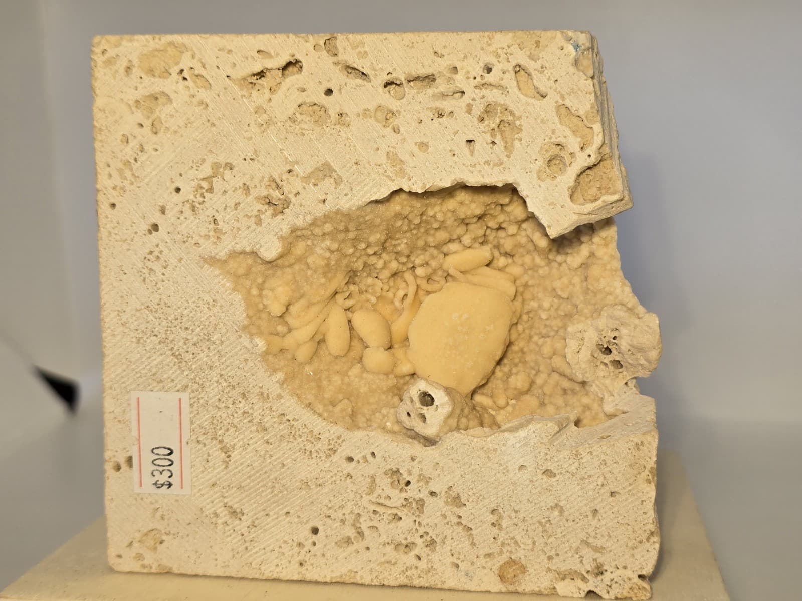 Travertine crab fossil