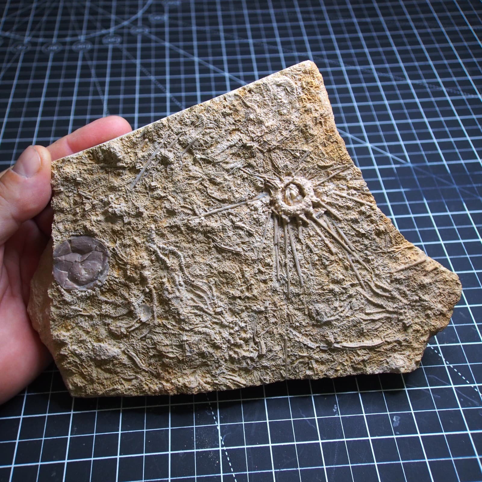 1.1kg Sea urchin Acrosalenia hemicidaroides Crinoid France Jurassic Fossil 4