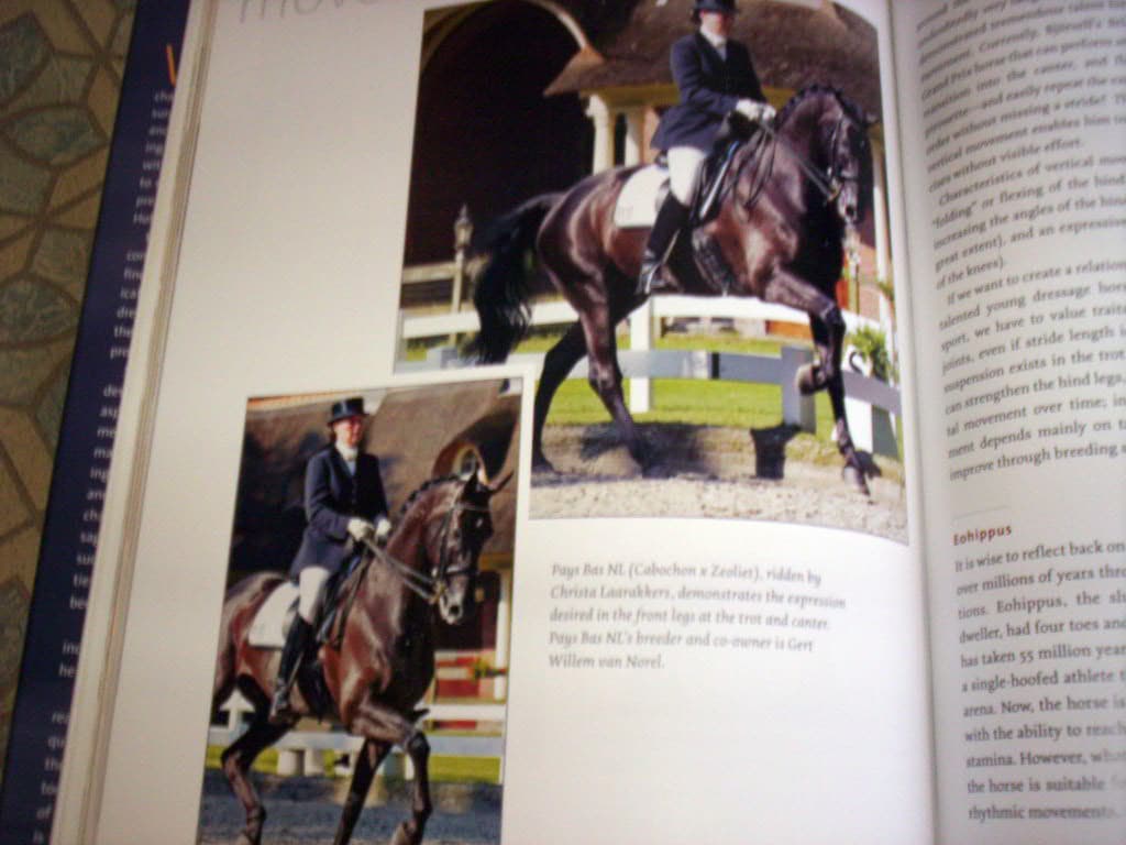 Selecting The Dressage Horse Conformation Movement Temperament 3