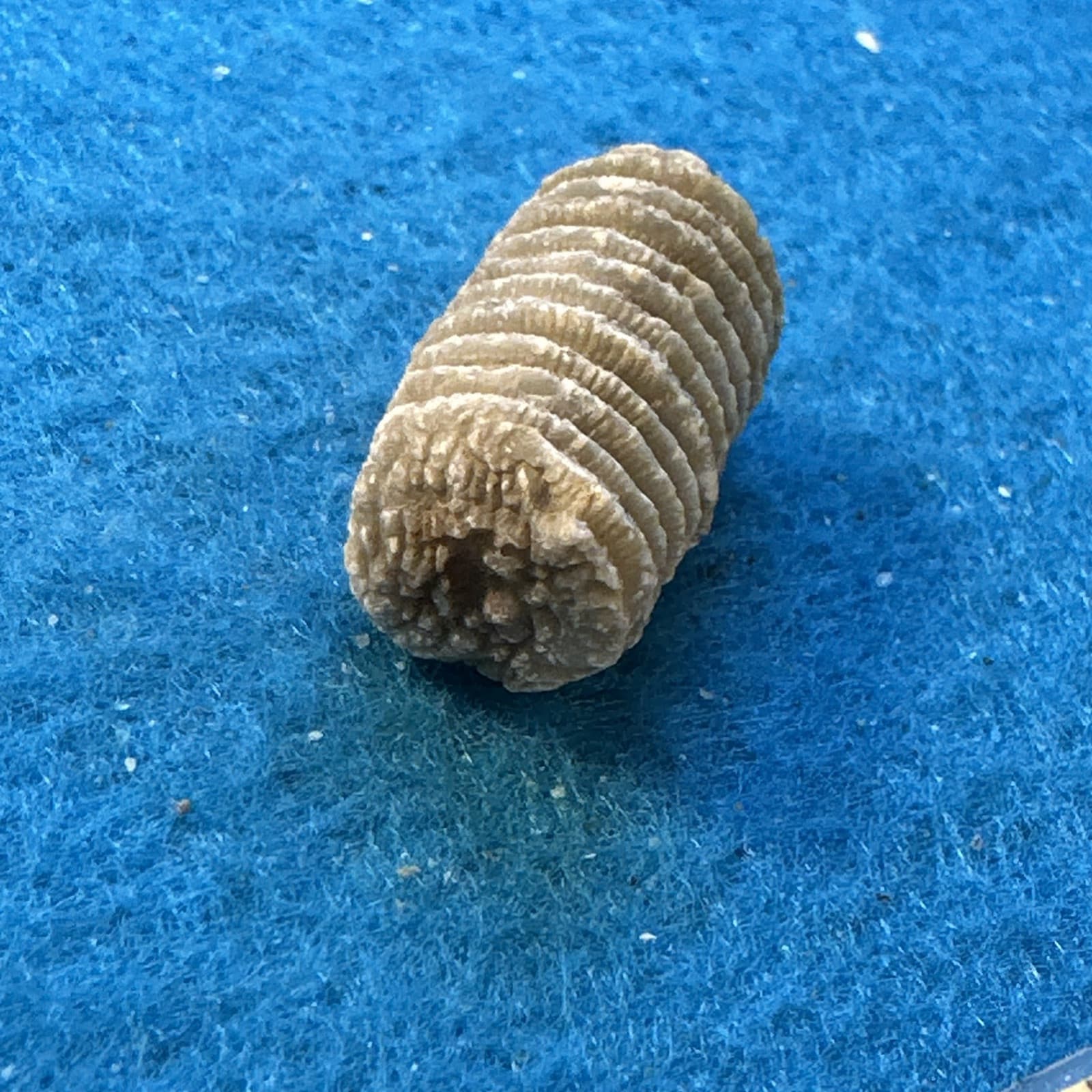 Crinoid Stem Fossil from Indiana in Display Case 6