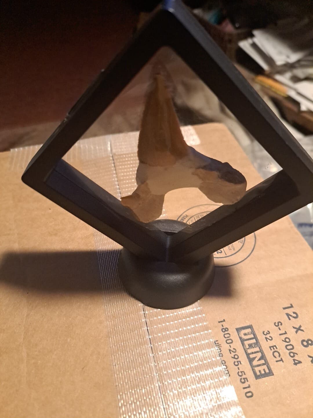 Big Shark Tooth In Frame. 4