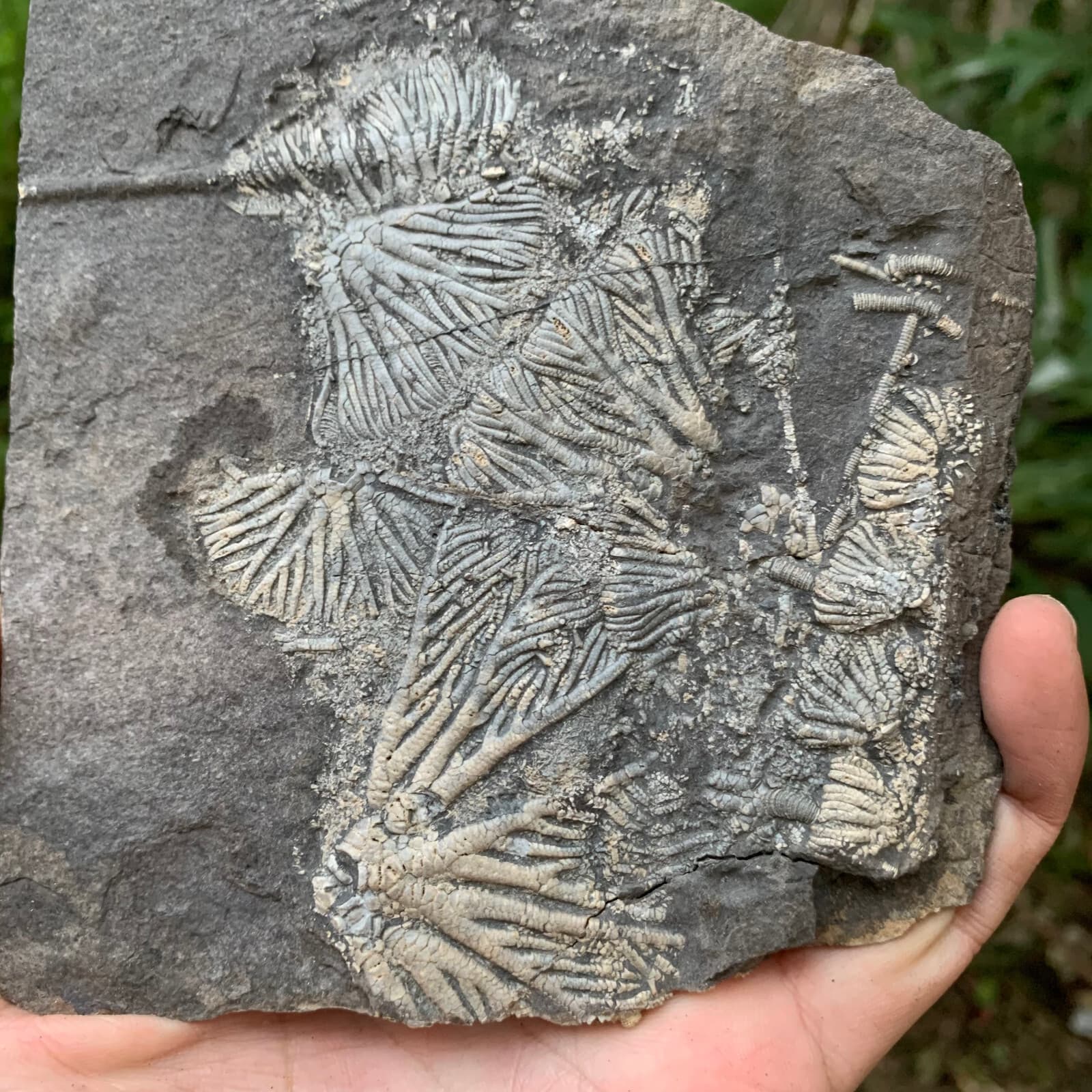 Fossils of crinoids from the prehistoric Jurassic biota of China 2