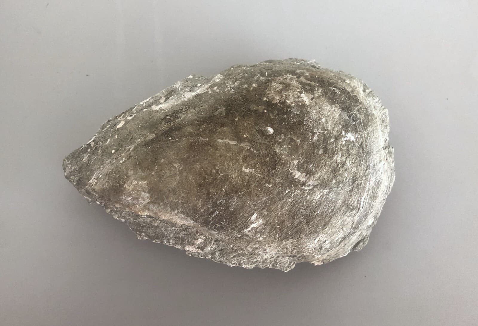 Fossil Mussel Shell from Dajti Mountain, Tirane, Albania. 2