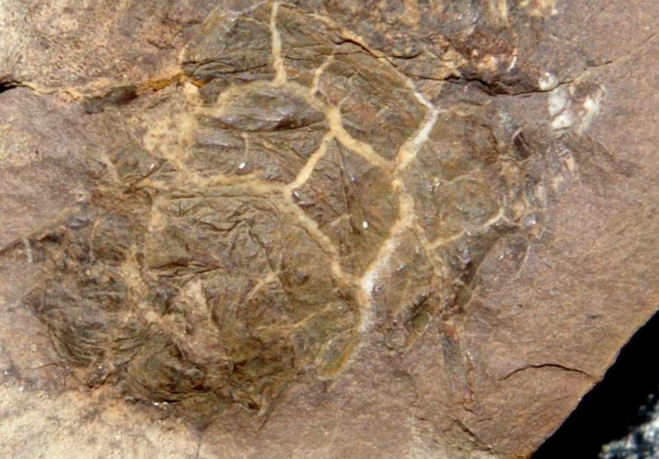 Very rare, big Carboniferous fossil crustacean - Anthracaris sp 3