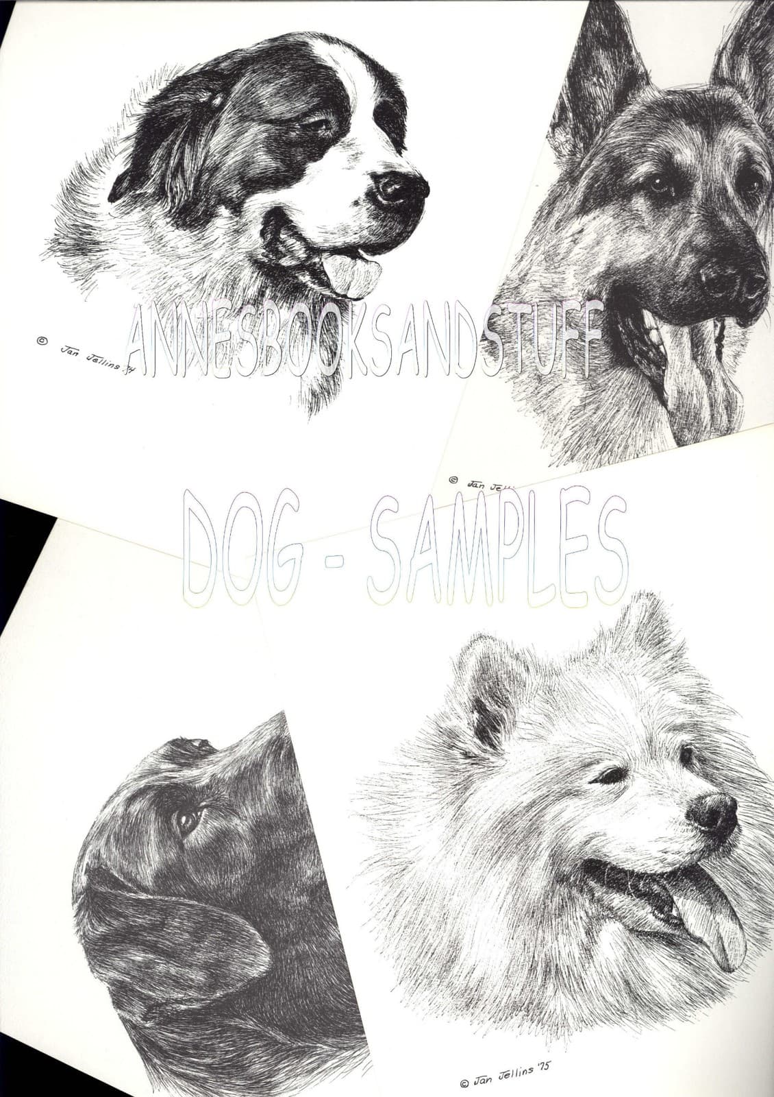 #193 VIZSLA  dog portrait art print * Pen and ink drawing * Jan Jellins 4