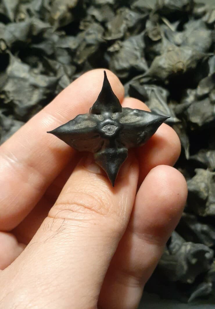 DEVILS POD, TRAPA NATANS WATER CHESTNUTS LOT OF 20 ARTS CRAFTS GRIDS PROTECTION 2