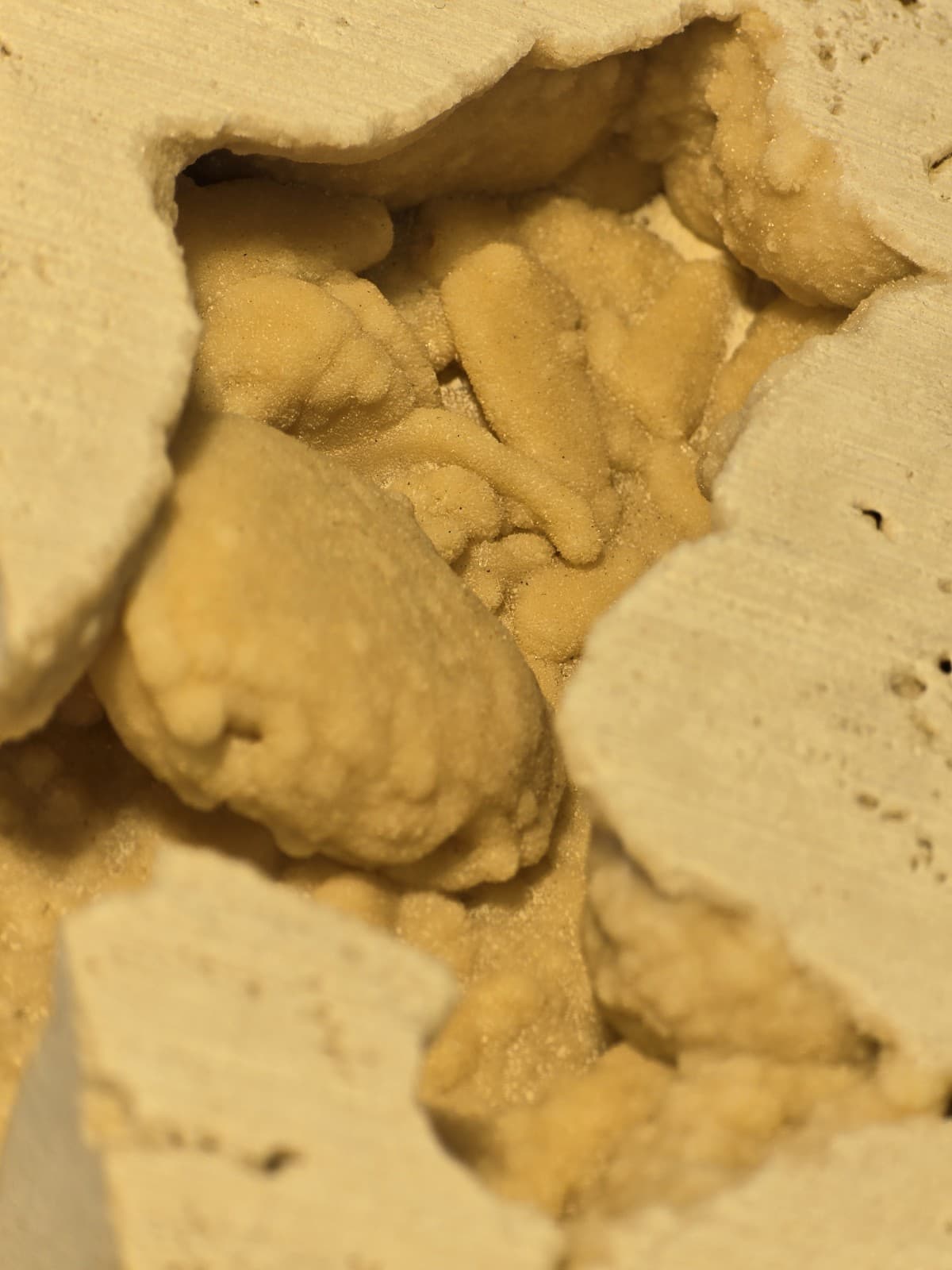 Travertine crab fossil 2