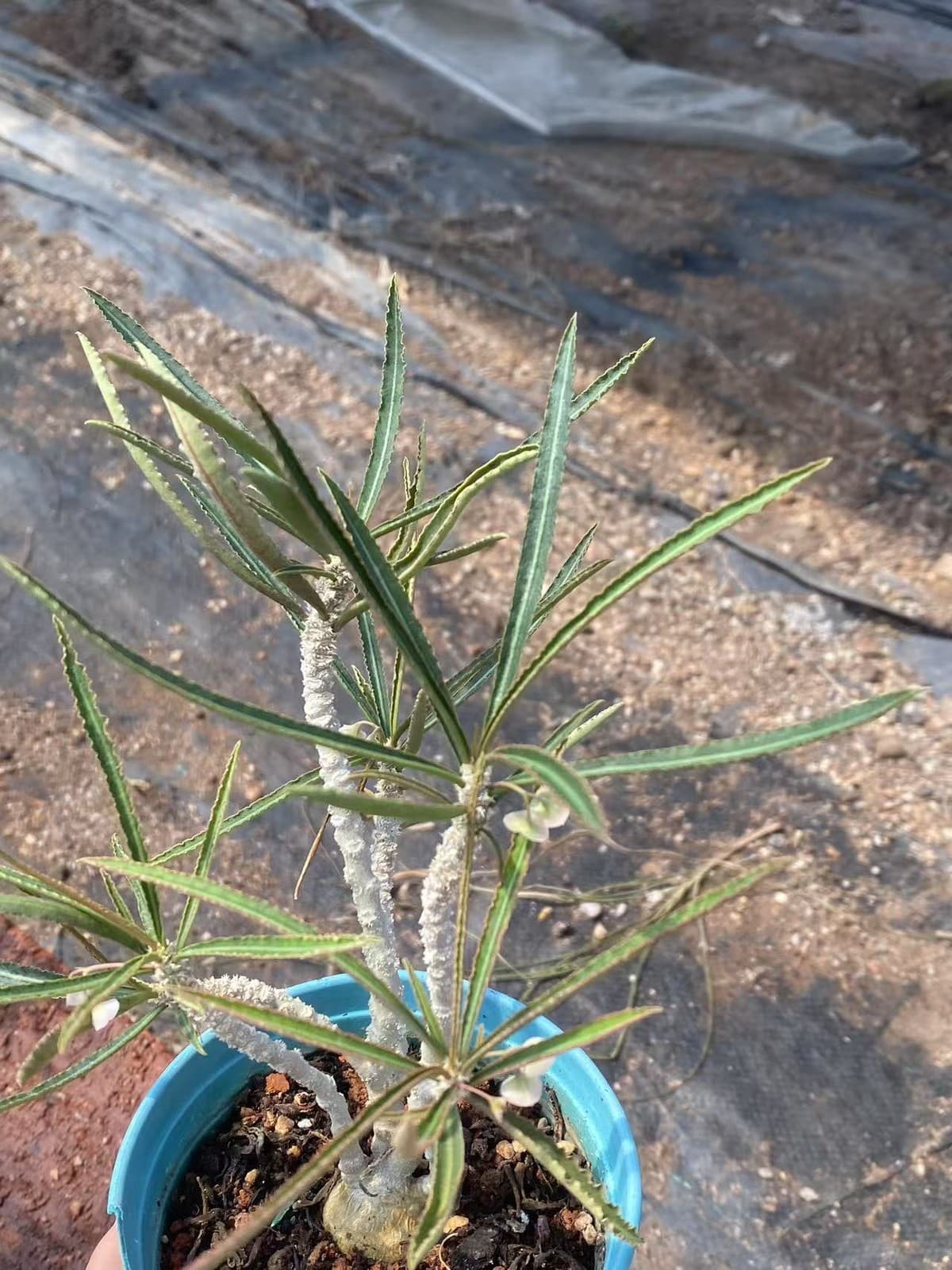 Rareplant Succulent Euphorbia waringiae OwnRoot Garden Décor Boutique 2