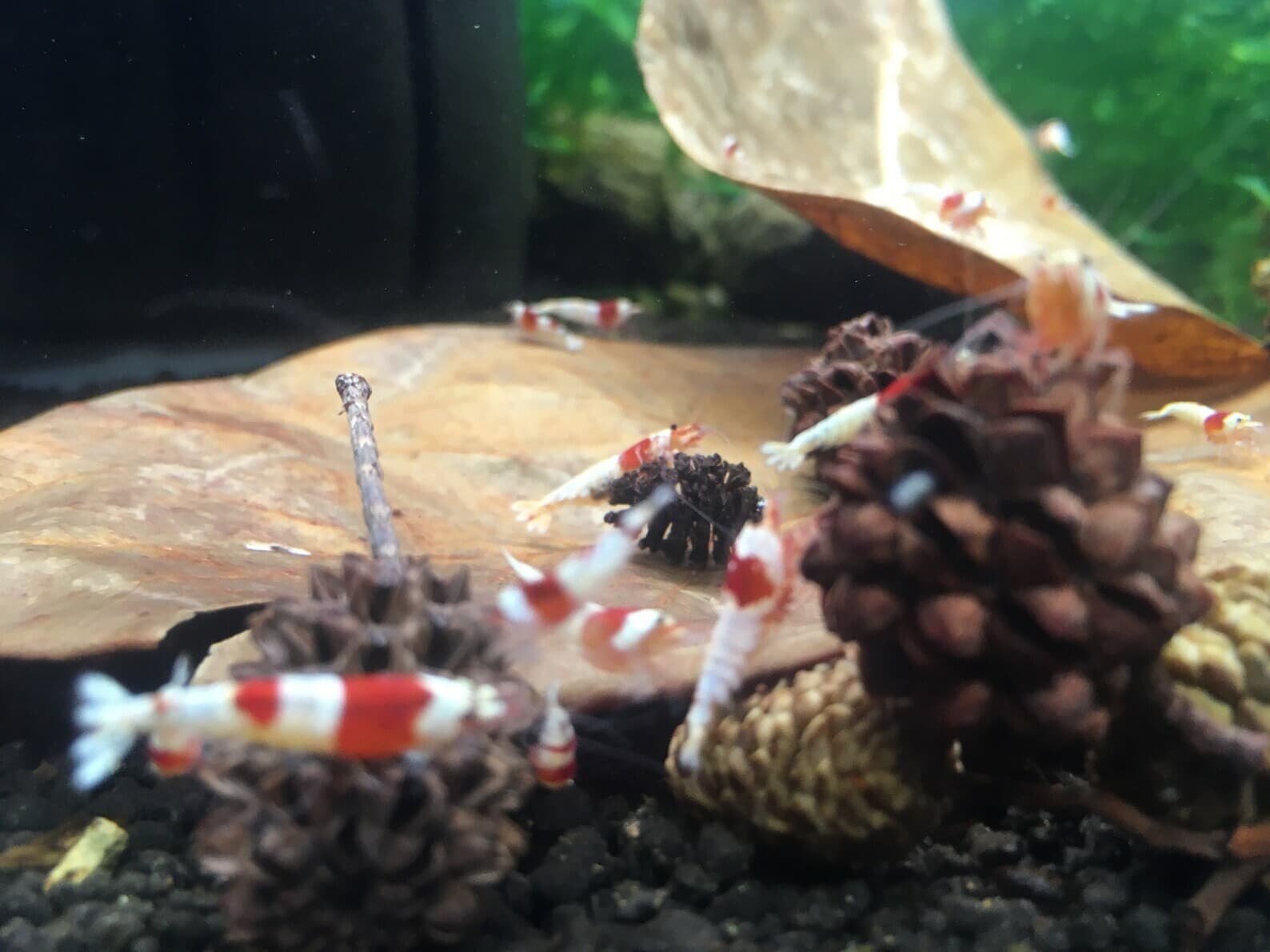 Large Indian almond leaves 7inch-10inch Catappa, Ketapang for shrimp Beta Fish 6