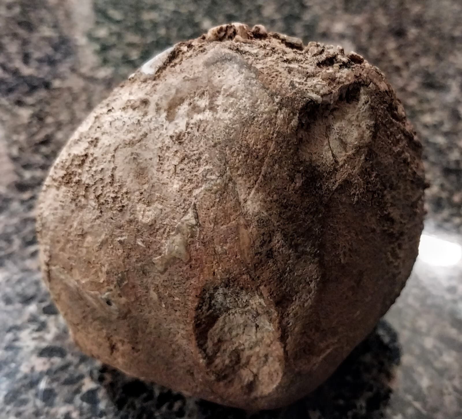 Crinoid Fossils, Carboniferous Period, Mohave County Arizona 6
