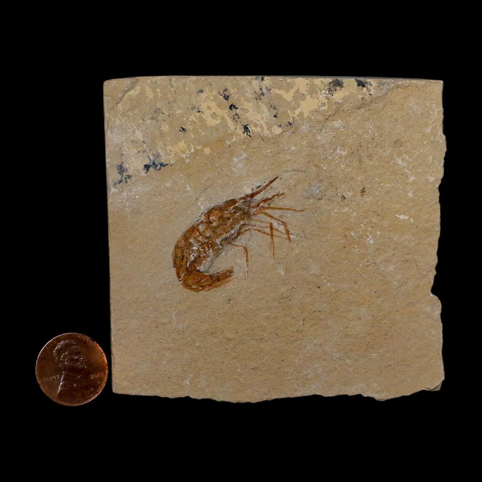 1.4" Fossil Shrimp Carpopenaeus Cretaceous Age 100 Mil Yrs Old Lebanon COA 3
