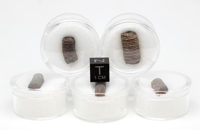 Crinoid Fossil Stem Echinoid Mineral Sea Life Specimen w/ Display Case & ID Card 5