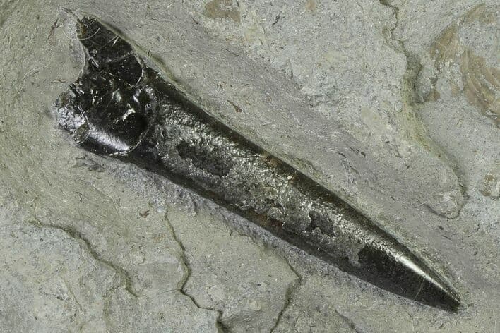 Fossil Belemnite Rostrum Acrocoelites 2.1" Jurassic Holzmaden Germany COA 7215