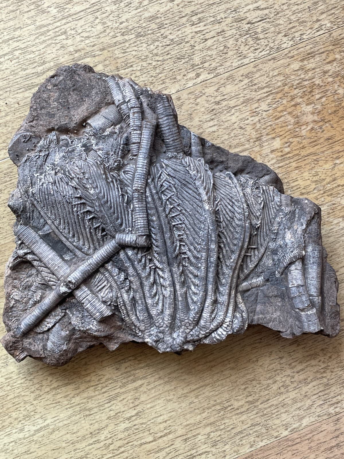 876g Triassic Natural crinoid specimen Geologic rock 3