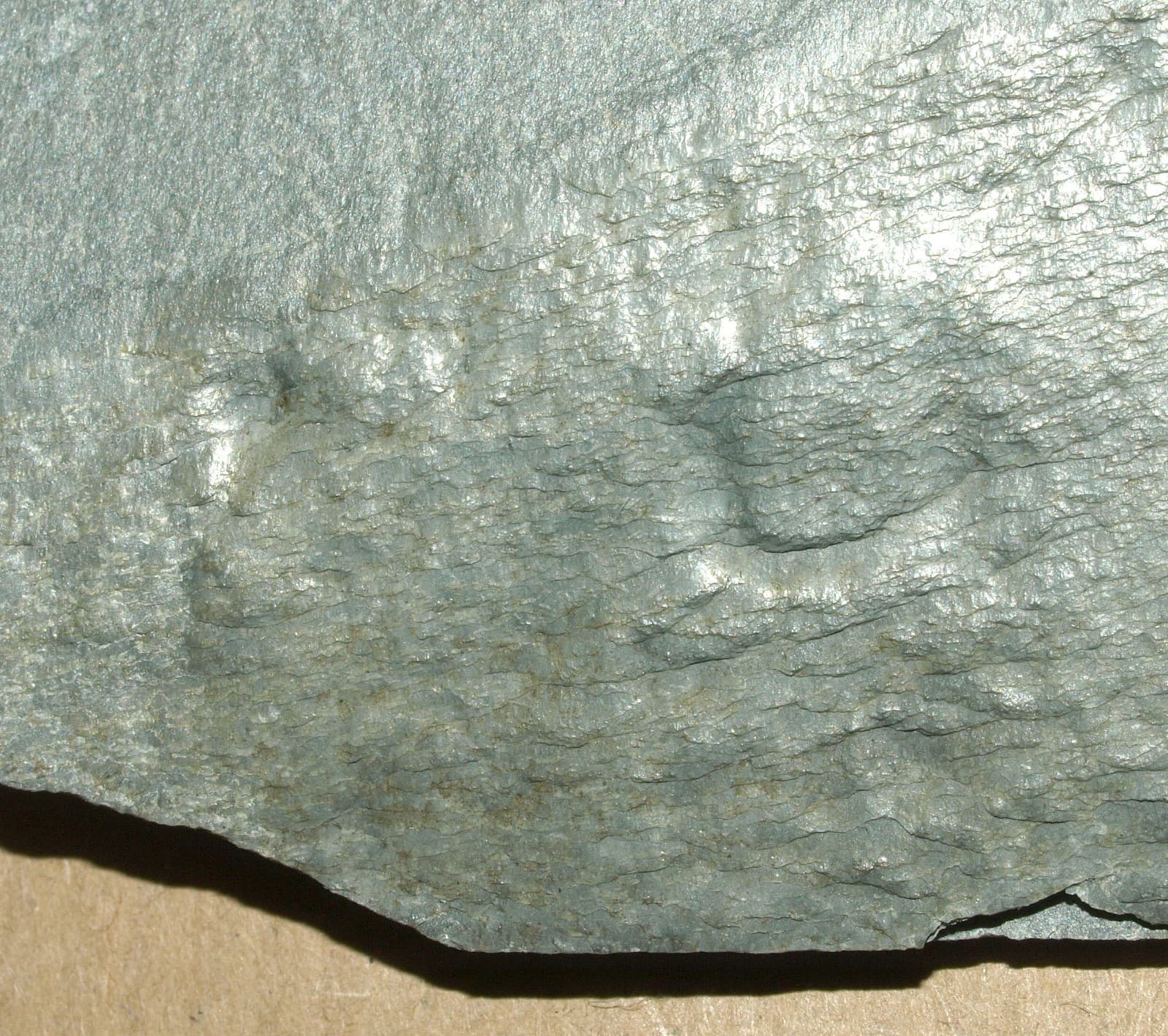 Ediacarian age fossils, Arctic Norway -SLAB with Aspidella sp. 6