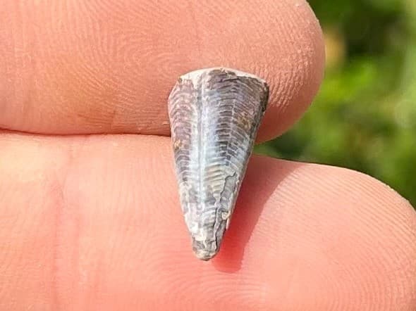 Fossil Conularid Conularia Texas Pennsylvanian Age Grahm Formation 6