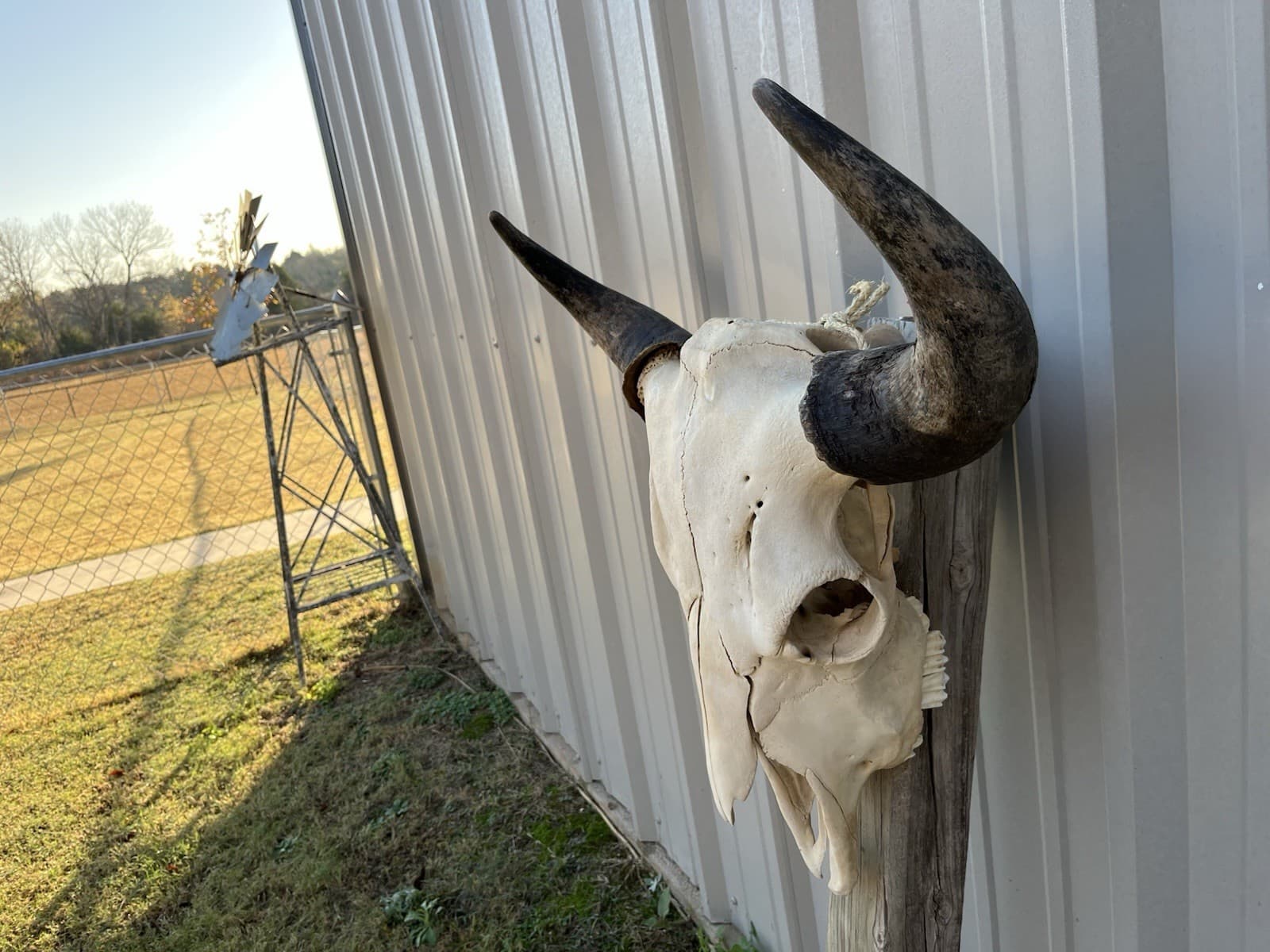 Buffalo Skull BULL HORN MOUNTED Bison HEAD 2