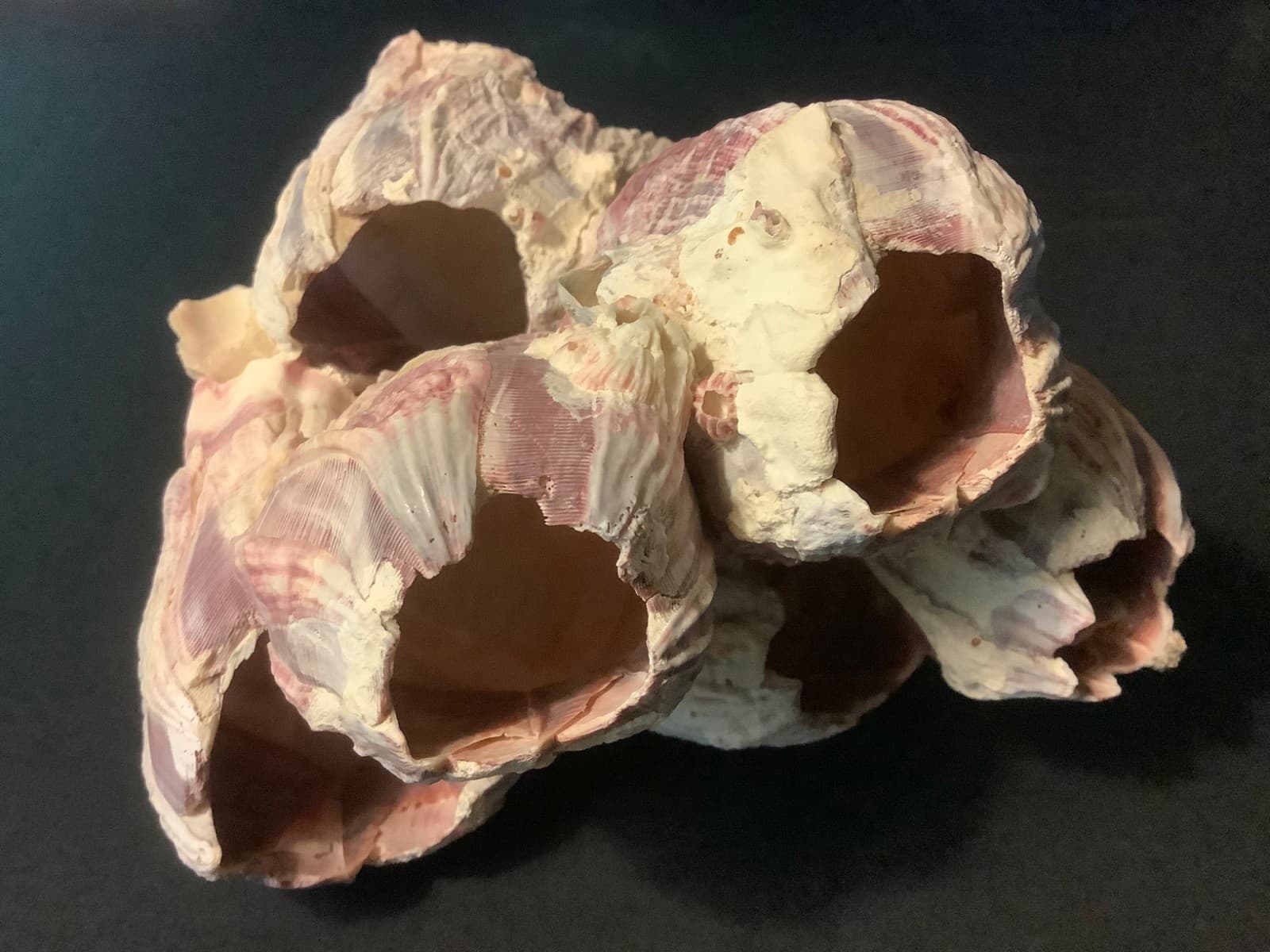 GENUINE NATURAL PURPLE & PINK BARNACLE CLUSTER 5-1/2” X 5-1/2” X 3-3/4”  #2