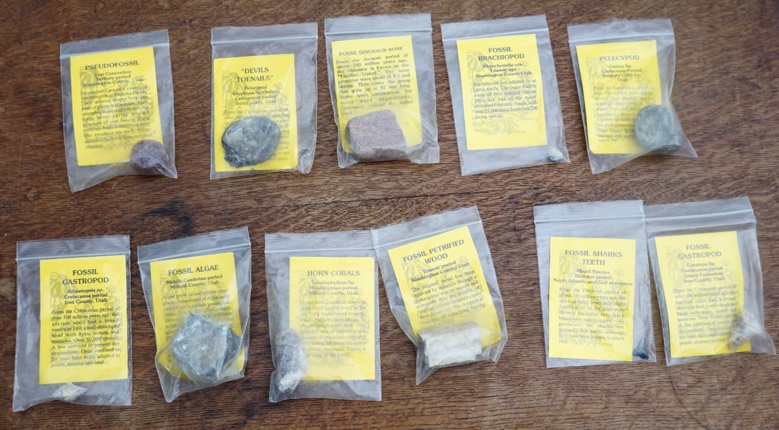 Misc Fossil Lot: Gastropod, Pelecypod, Brachiopod, Devils Toenails, Sharks Teeth