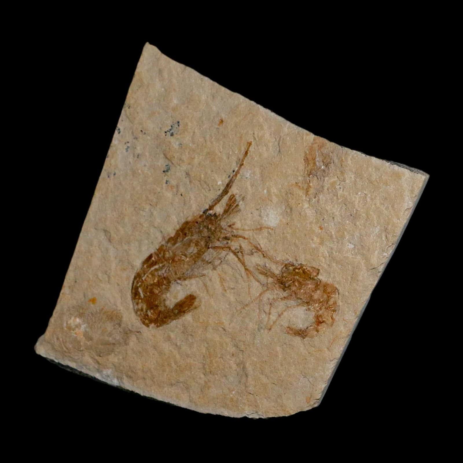 2 Two Fossil Shrimp Carpopenaeus Cretaceous Age 100 Mil Yrs Old Lebanon COA 4