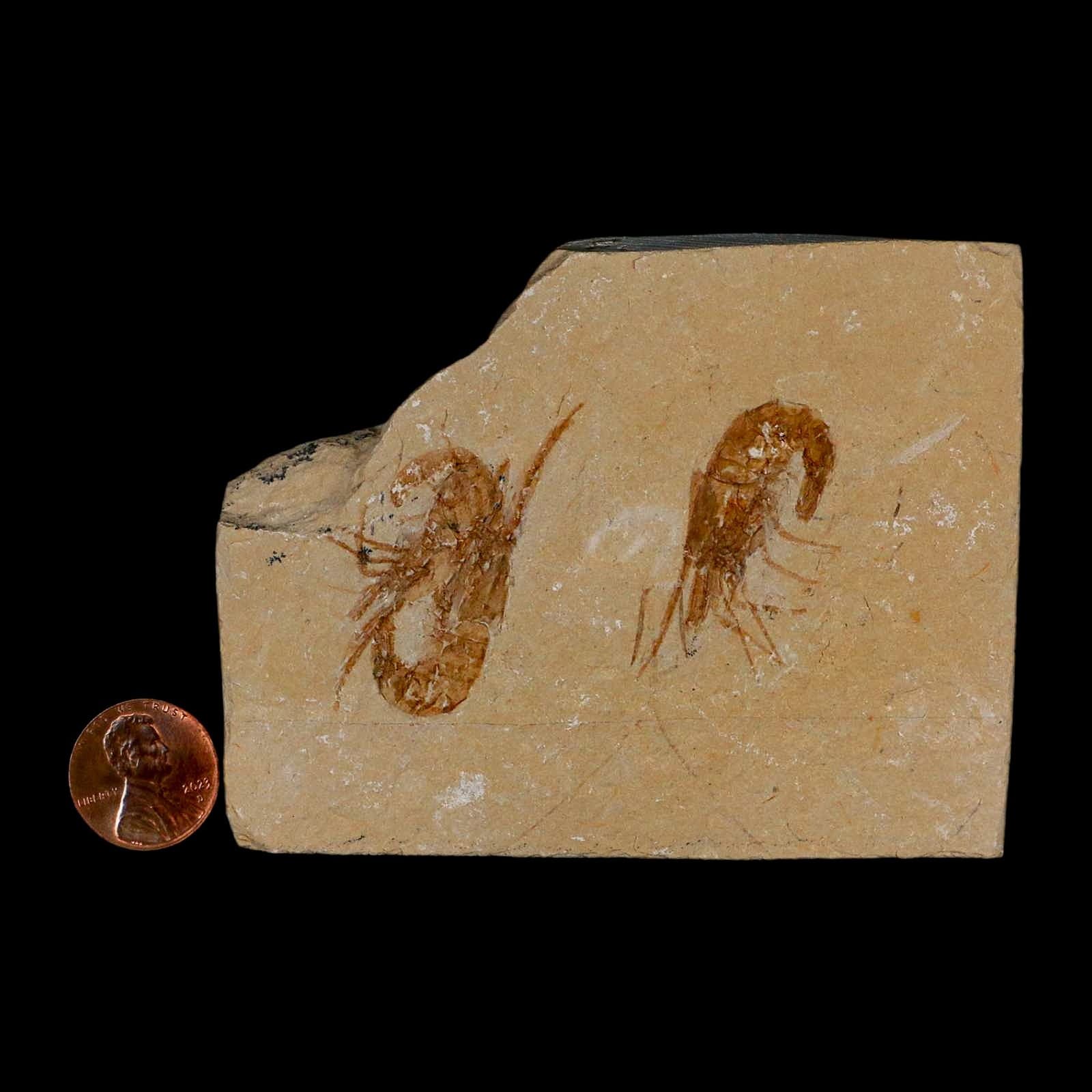 2 Two Fossil Shrimp Carpopenaeus Cretaceous Age 100 Mil Yrs Old Lebanon COA 3