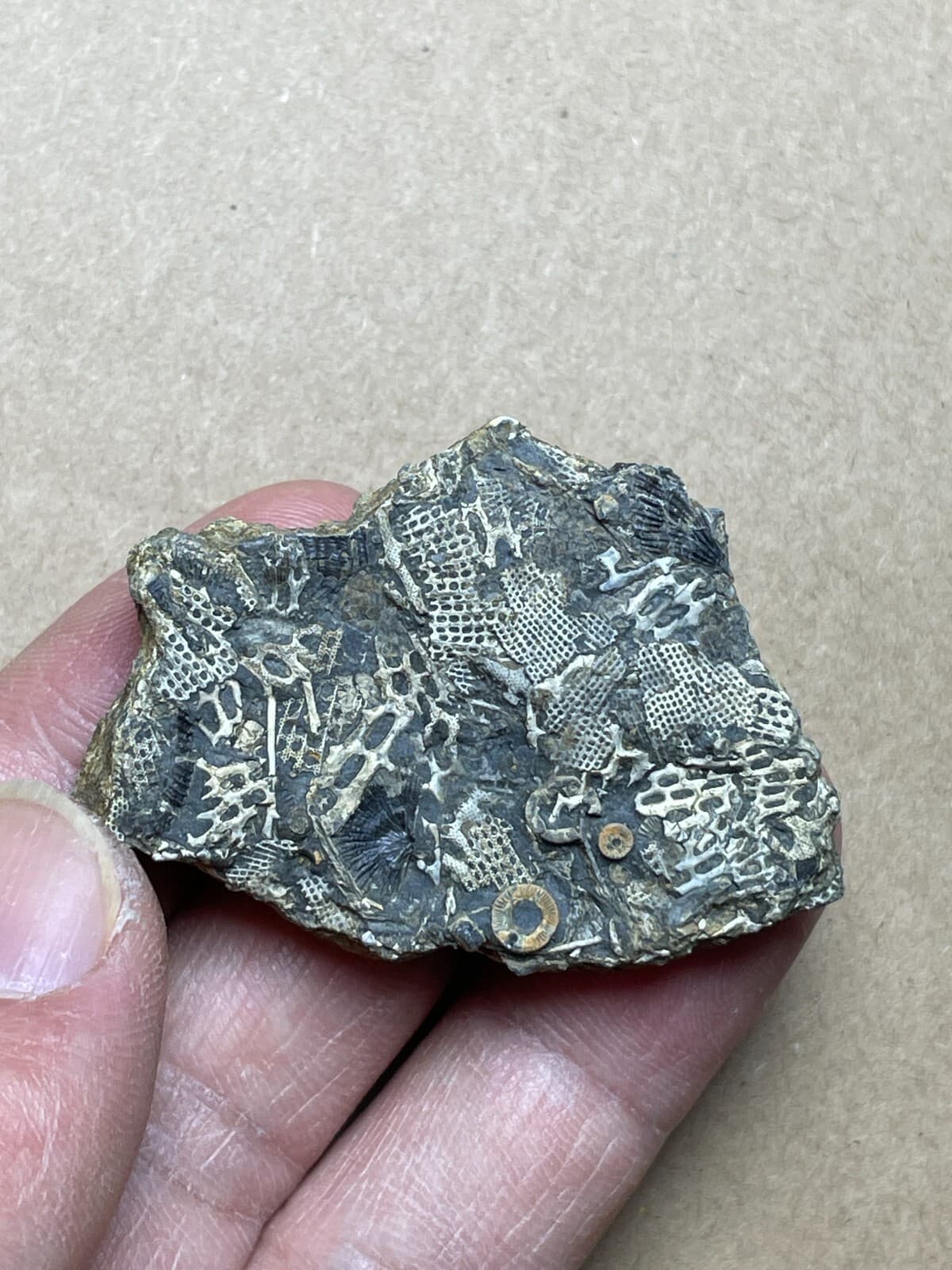 26g Bryozoa crinoid specimen from Cambrian Period 2