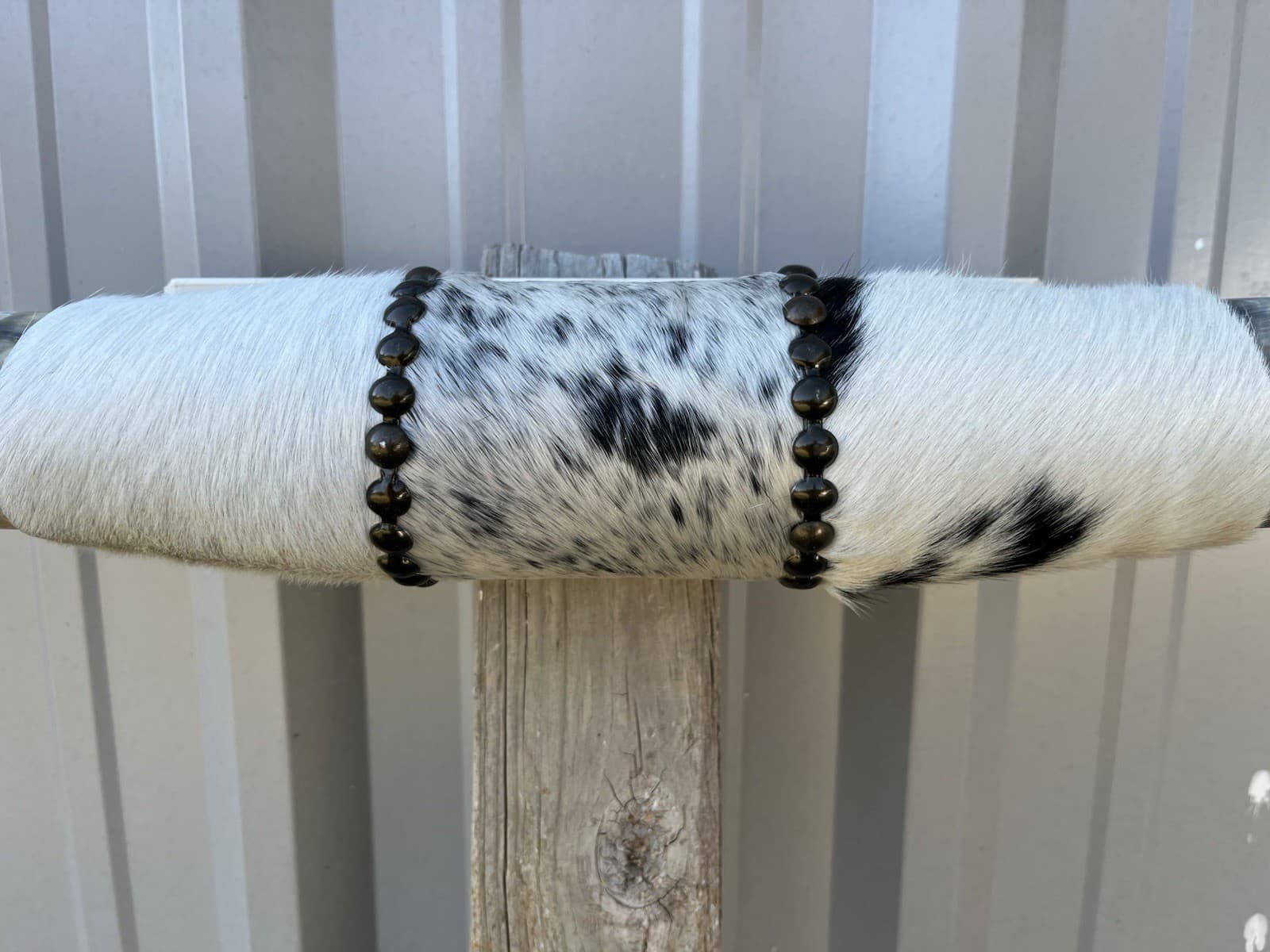 MOUNTED STEER HORNS 34 inch wide LONGHORN POLISHED MOUNT BULL COW 2