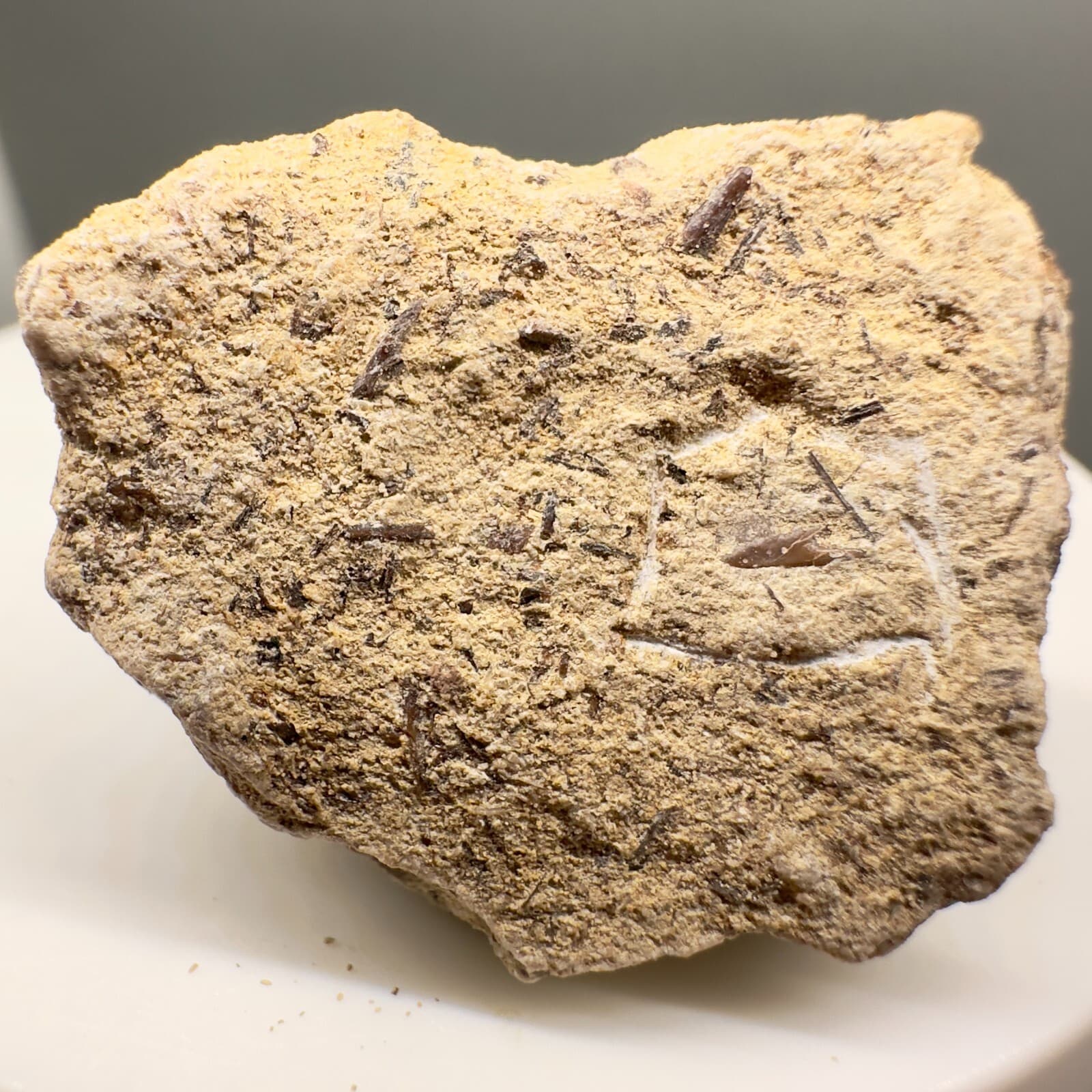 Uncommonly Offered Small Fossil EXTINCT BRAMBLE SHARK Tooth-Cretaceous,Australia