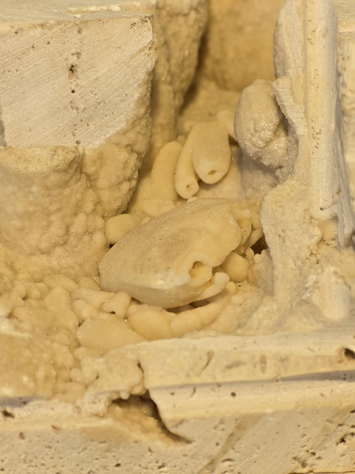 Travertine crab fossil 2