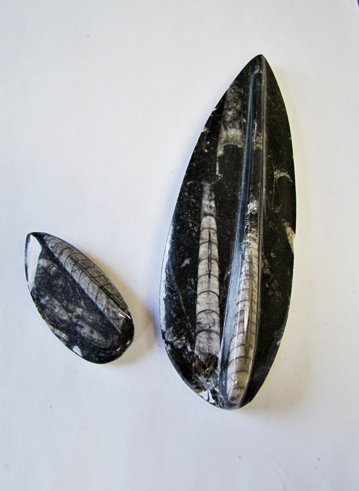 ORTHOCERAS SQUID FOSSIL *QTY 2* SPECIMEN