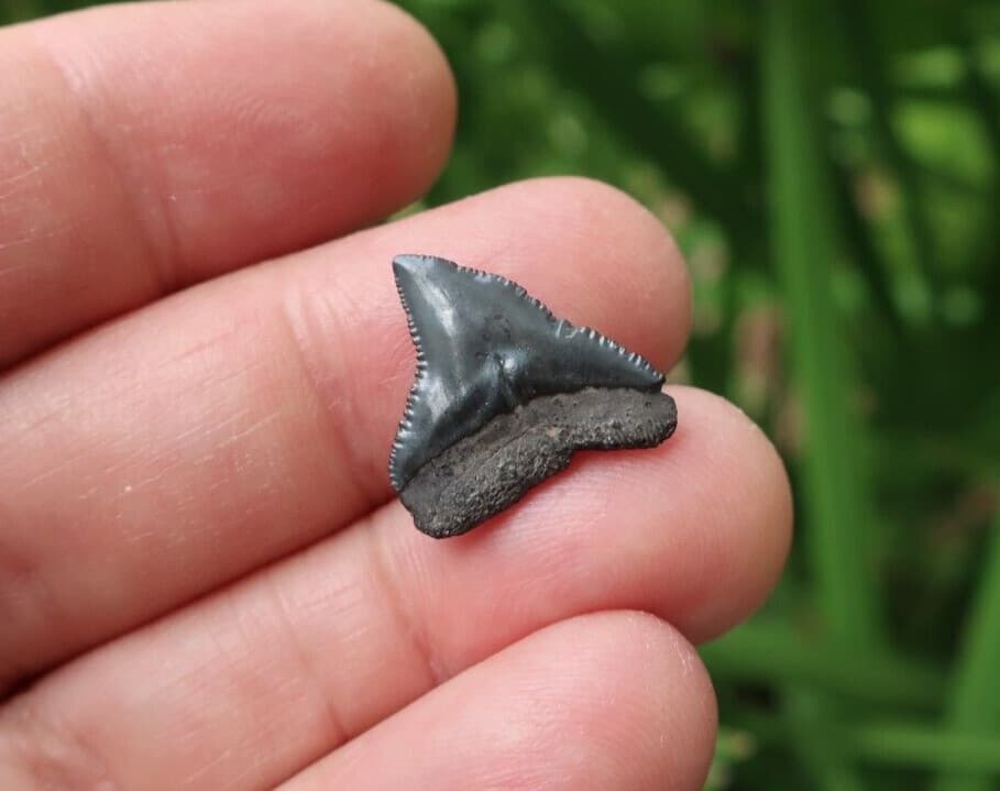 0.78" Carcharhinus sp. Fossil Shark Tooth Florida 4