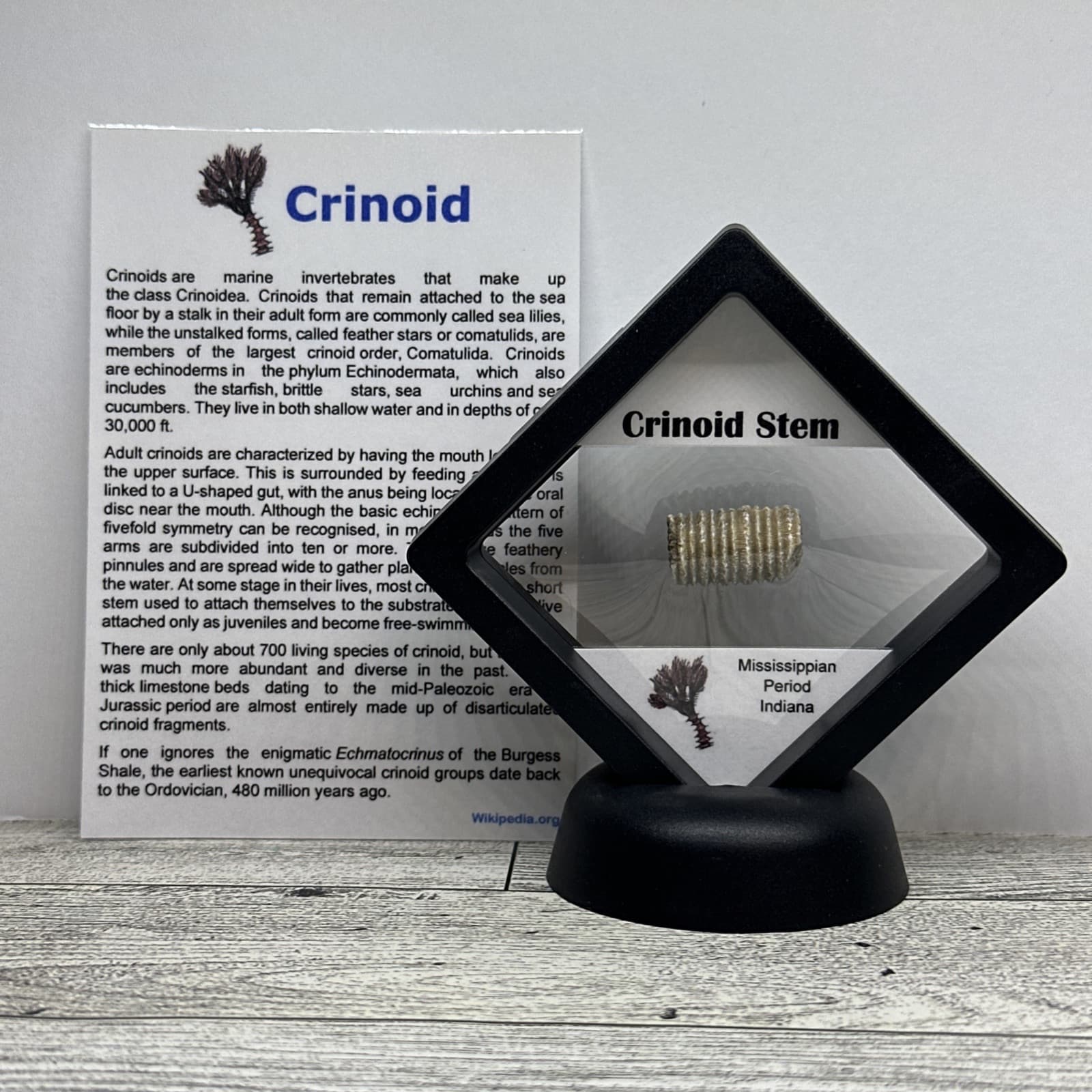 Crinoid Stem Fossil from Indiana in Display Case