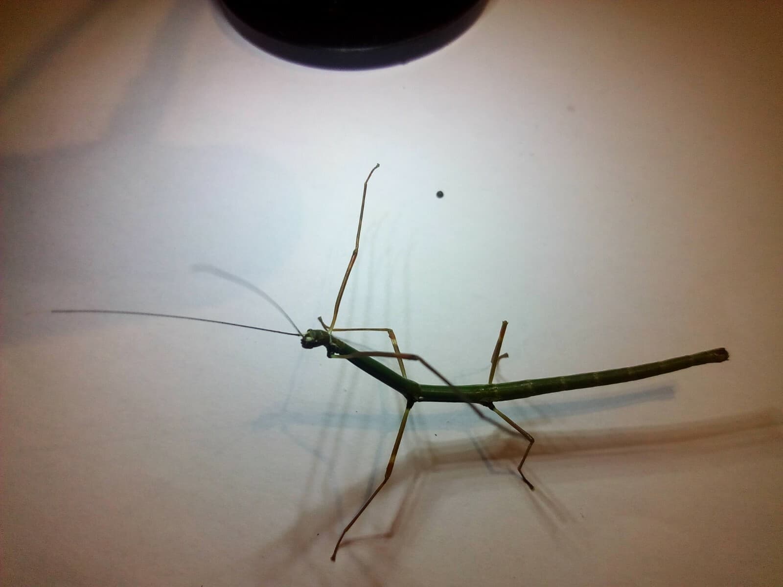 Lonchodiodes samarensis 20  eggs/Insecto palo/Fásmidos/huevos 6