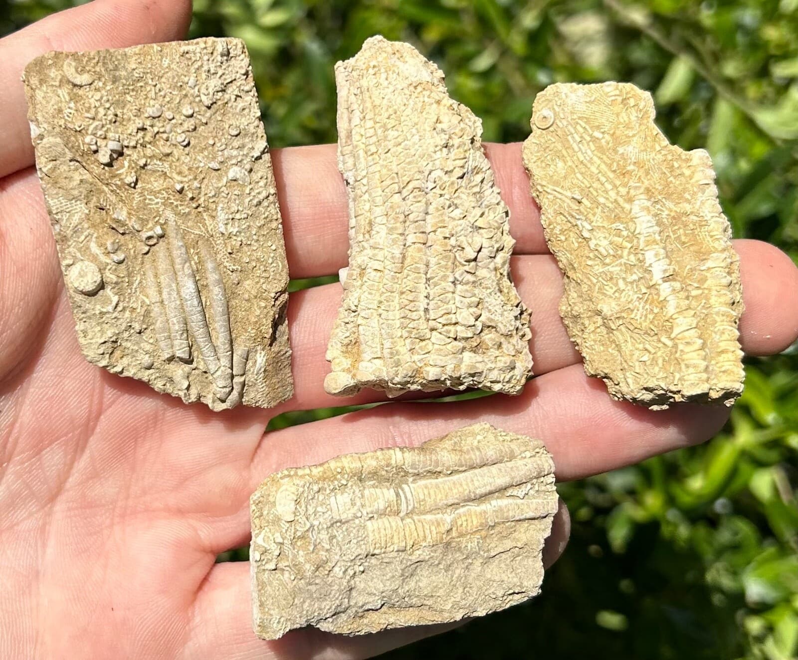 Crinoid Fossils LOT OF 4 Alabama Bangor Limestone Formation