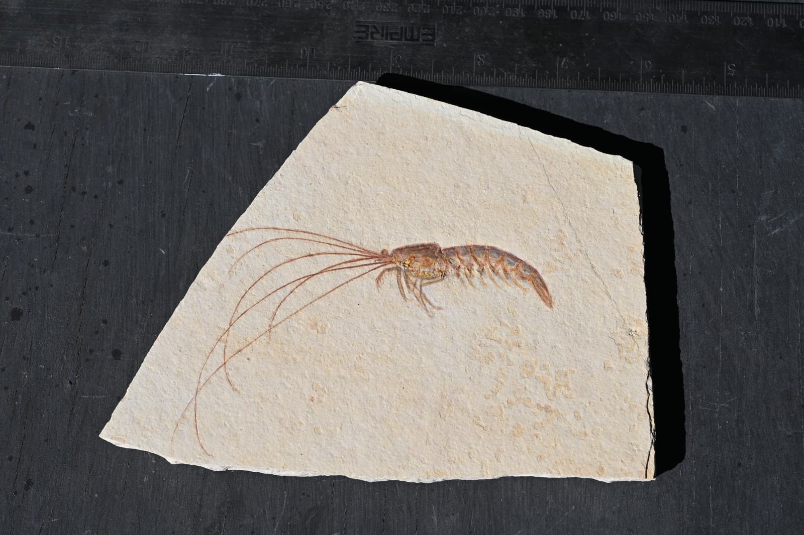 Fossil Solnhofen Shrimp- Antrimpos- Great Detail!! 3