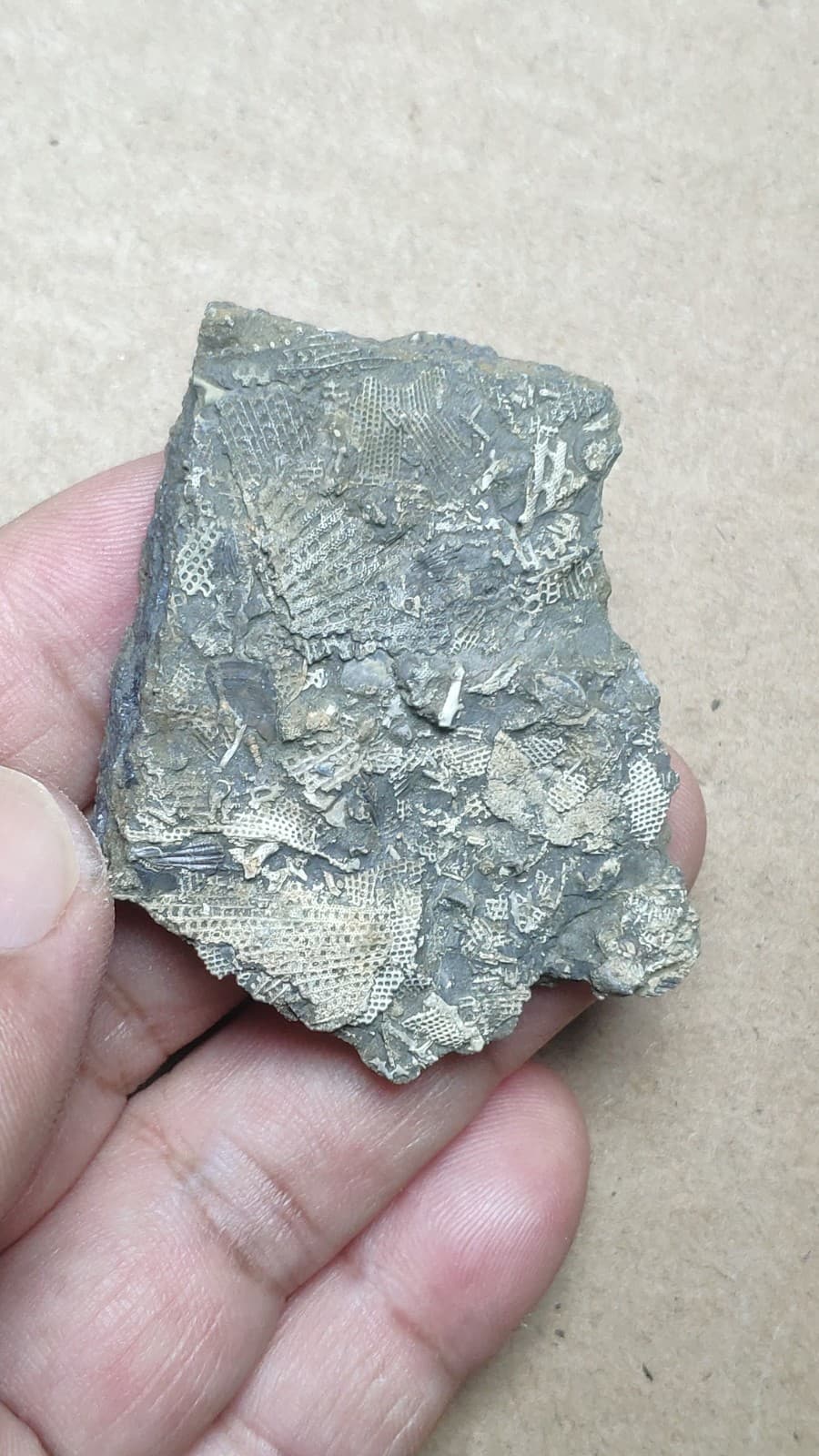 26g Bryozoa specimen from Cambrian Period 3