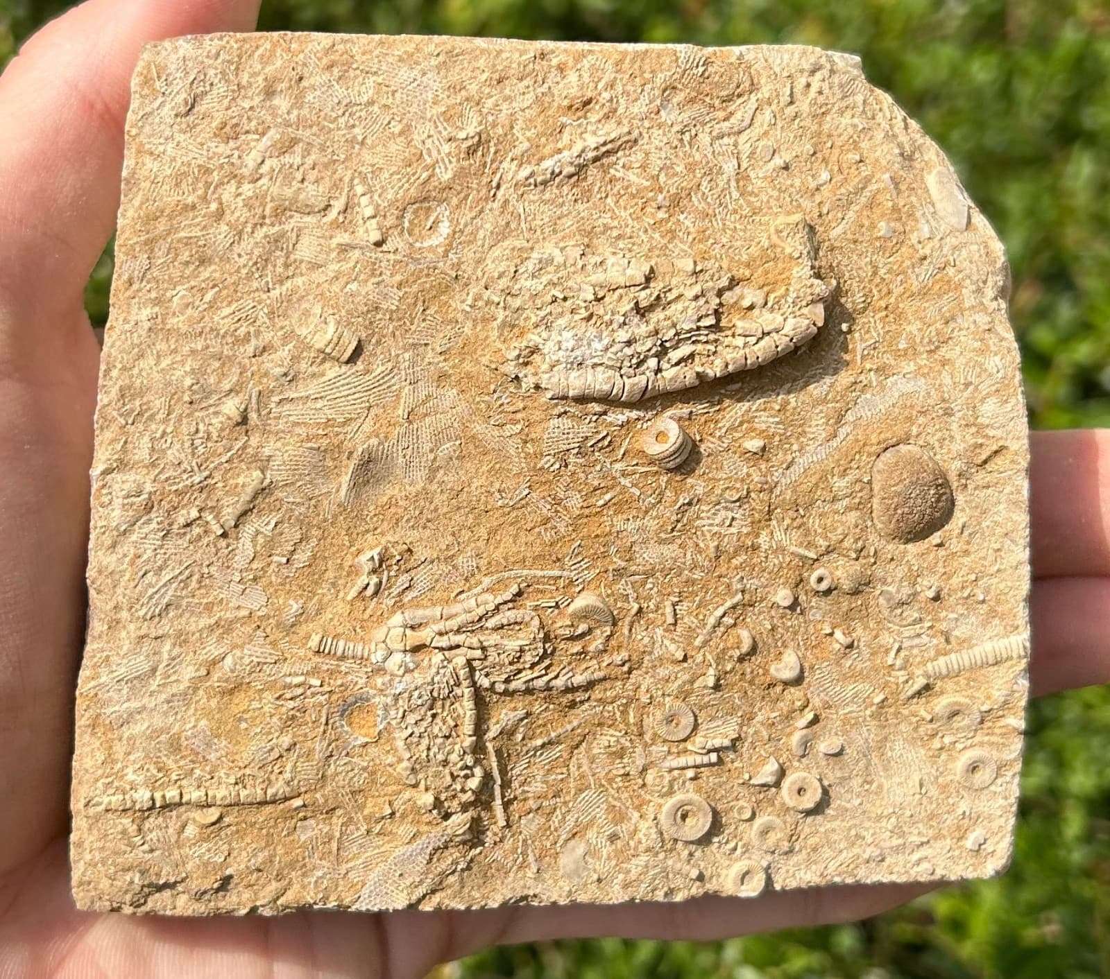 DOUBLE Fossil Crinoids in Matrix Aphelecrinus Alabama Bangor Limestone Formation 4