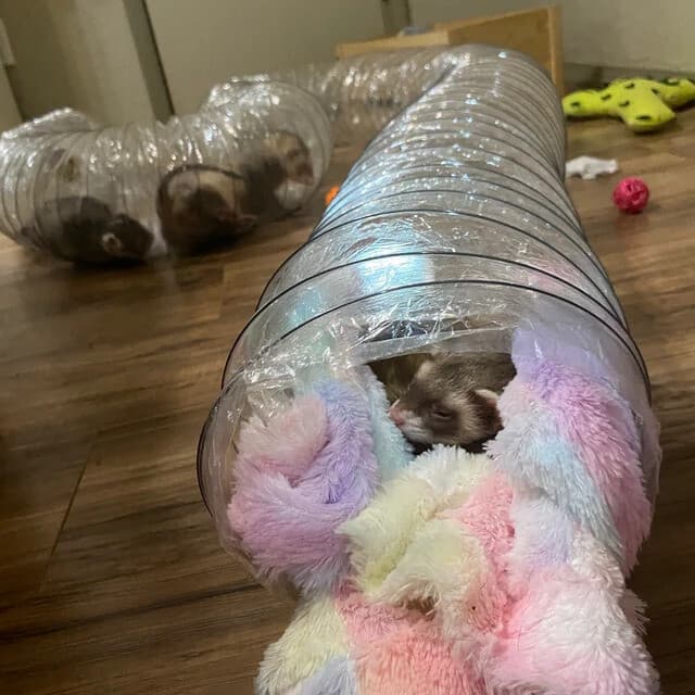 Best Ferret Toy EVER! Jumbo Ex Wide &Long Super Thru Way Crinkle Tunnel Tube 6