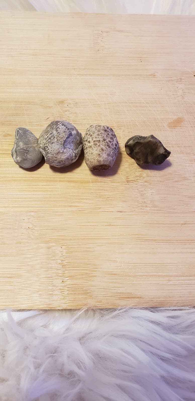 Authentic Michigan Fossil Assortment(4)  Great Lakes Rock Mix  1" And Under