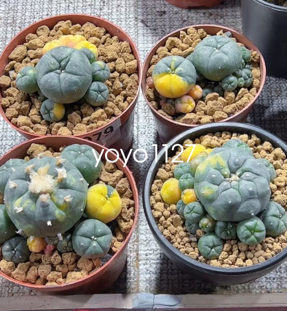 1PC Succulent Cactus williami Variegated Random SelfRoot Multi Heads plants 2