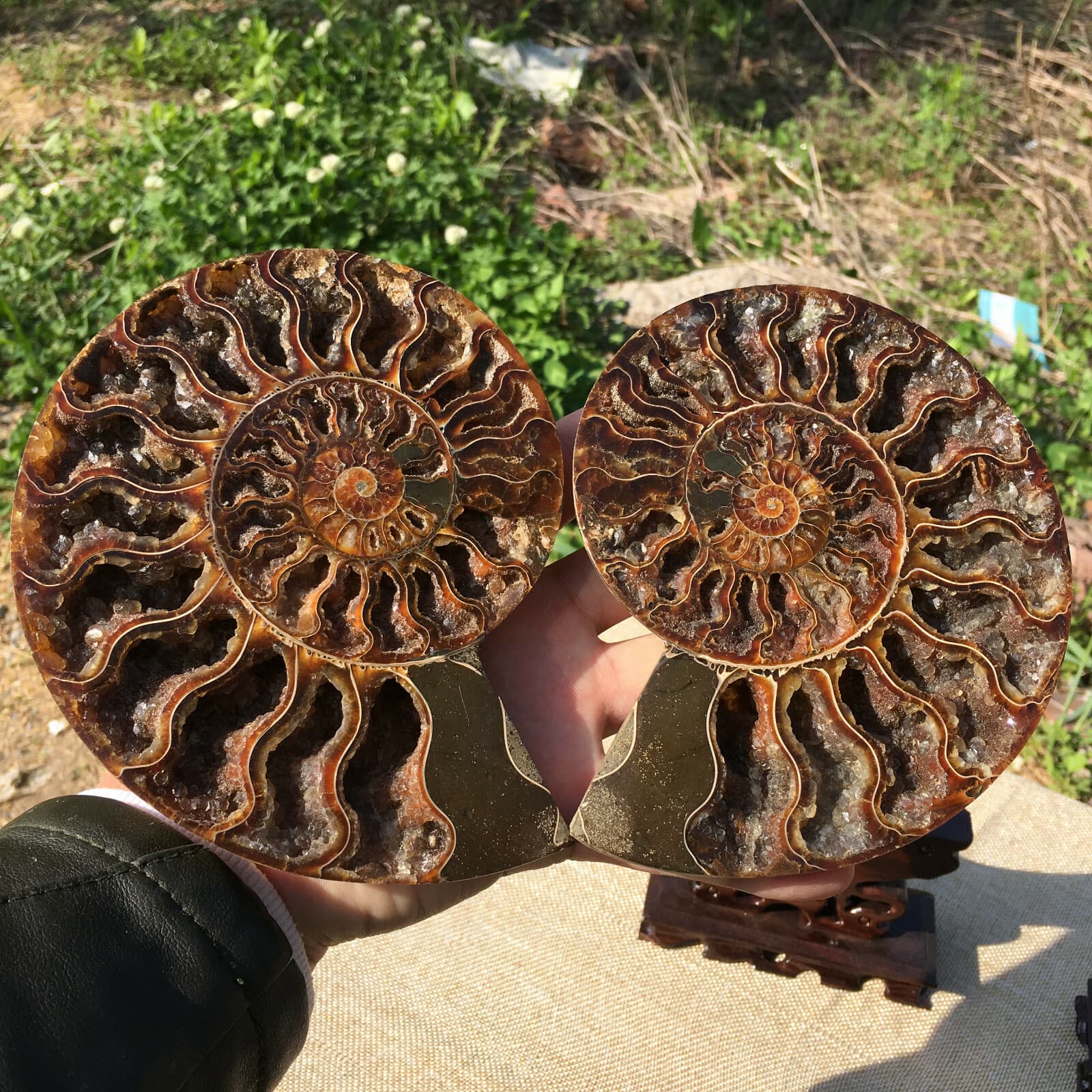 A pair of Natural ammonite fossil conch Crystal specimen healing+stand2PC  5