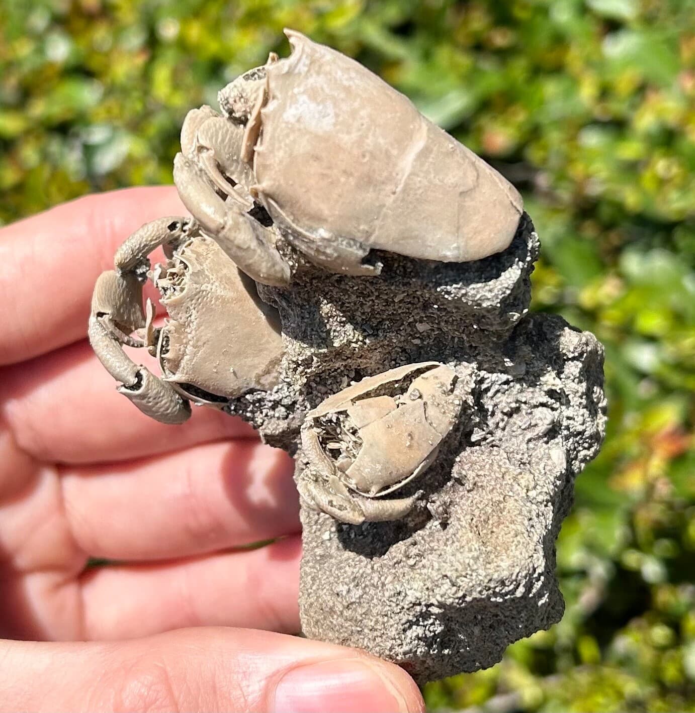 TRIPLE Florida Fossil Crabs in Matrix Ranilia muriceta Pliocene Crustacean Rare 6