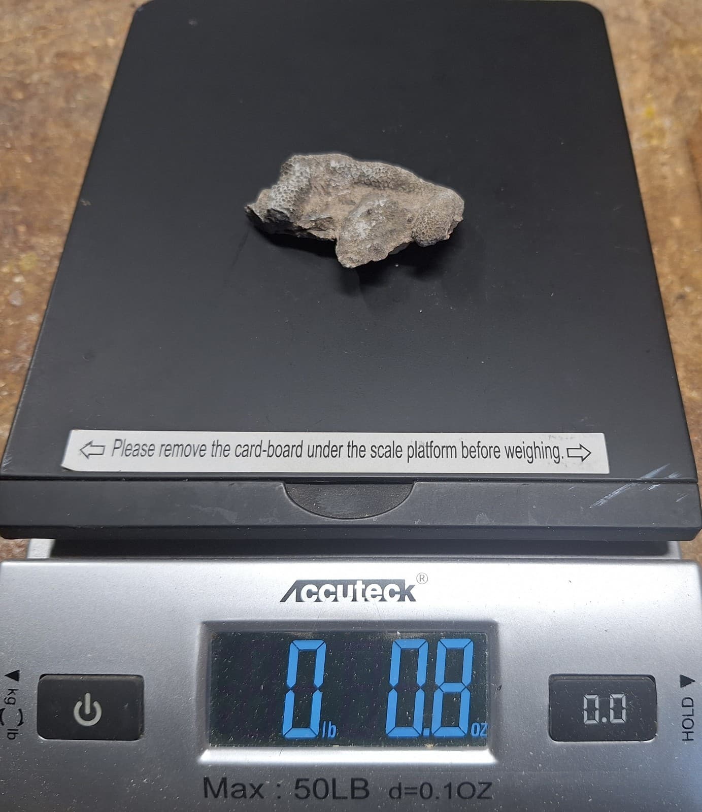 Fossil Favosite Coral In Limestone Devonian Period Michigan 6