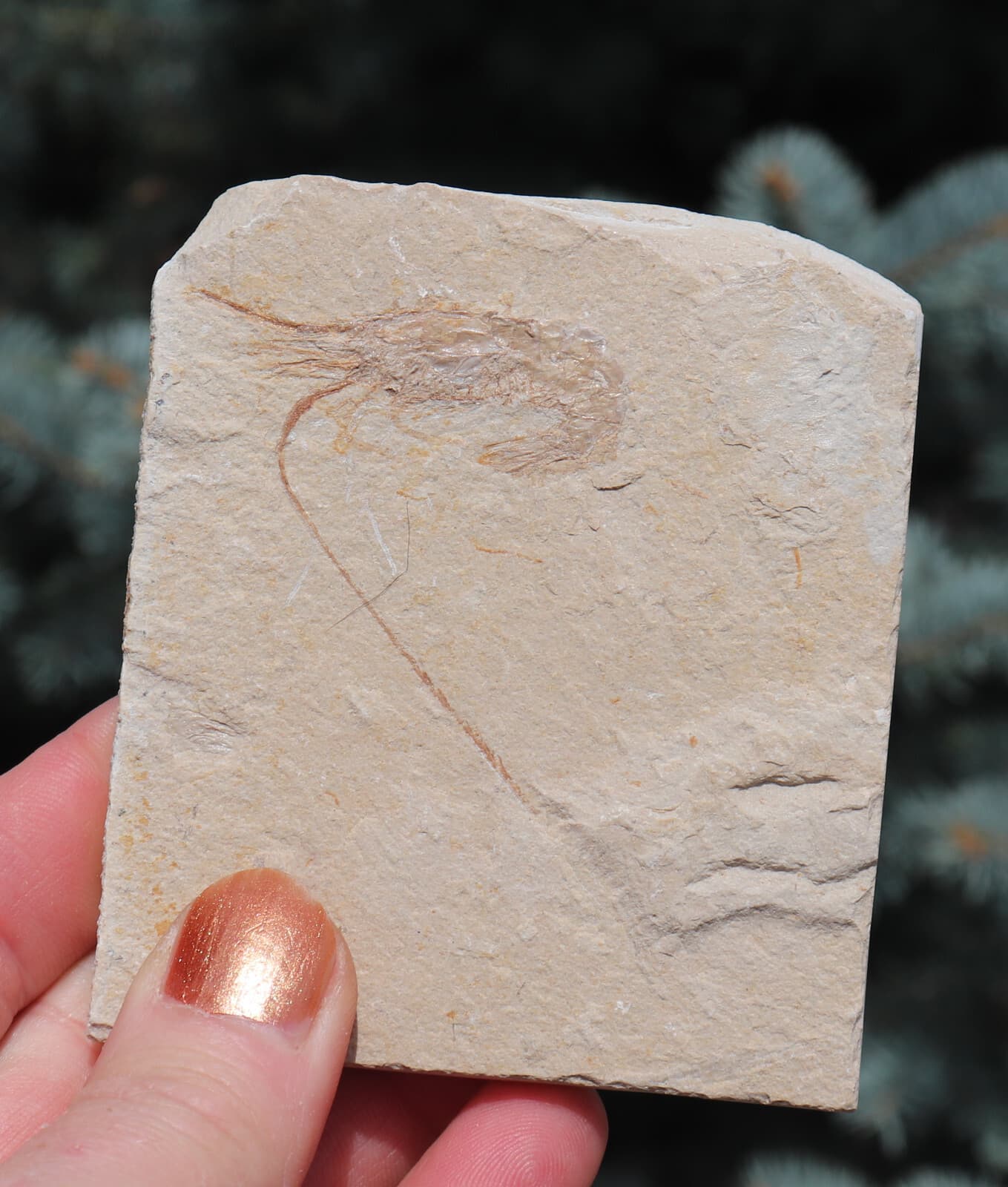 Fossil Shrimp From Solnhofen Germany  Jurassic 8.5 Cm's 2